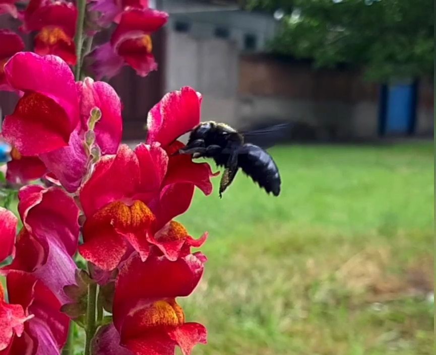 What is the name of this beetle? - My, Жуки, Pollination, Summer, Longpost