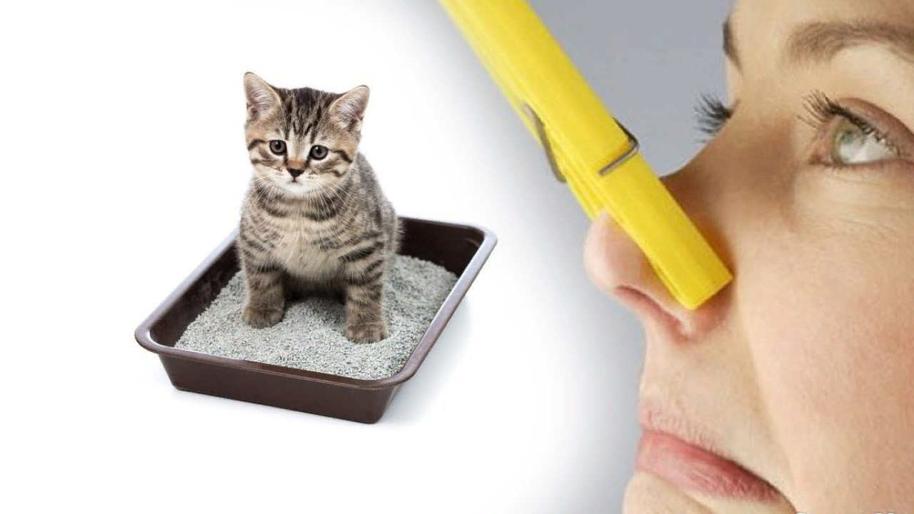 HOW TO REMOVE THE SMELL OF CAT URINE FROM CARPET, FURNITURE, SHOES AND IN THE ENTIRE APARTMENT - Animals, Urine, Smell, Longpost, cat