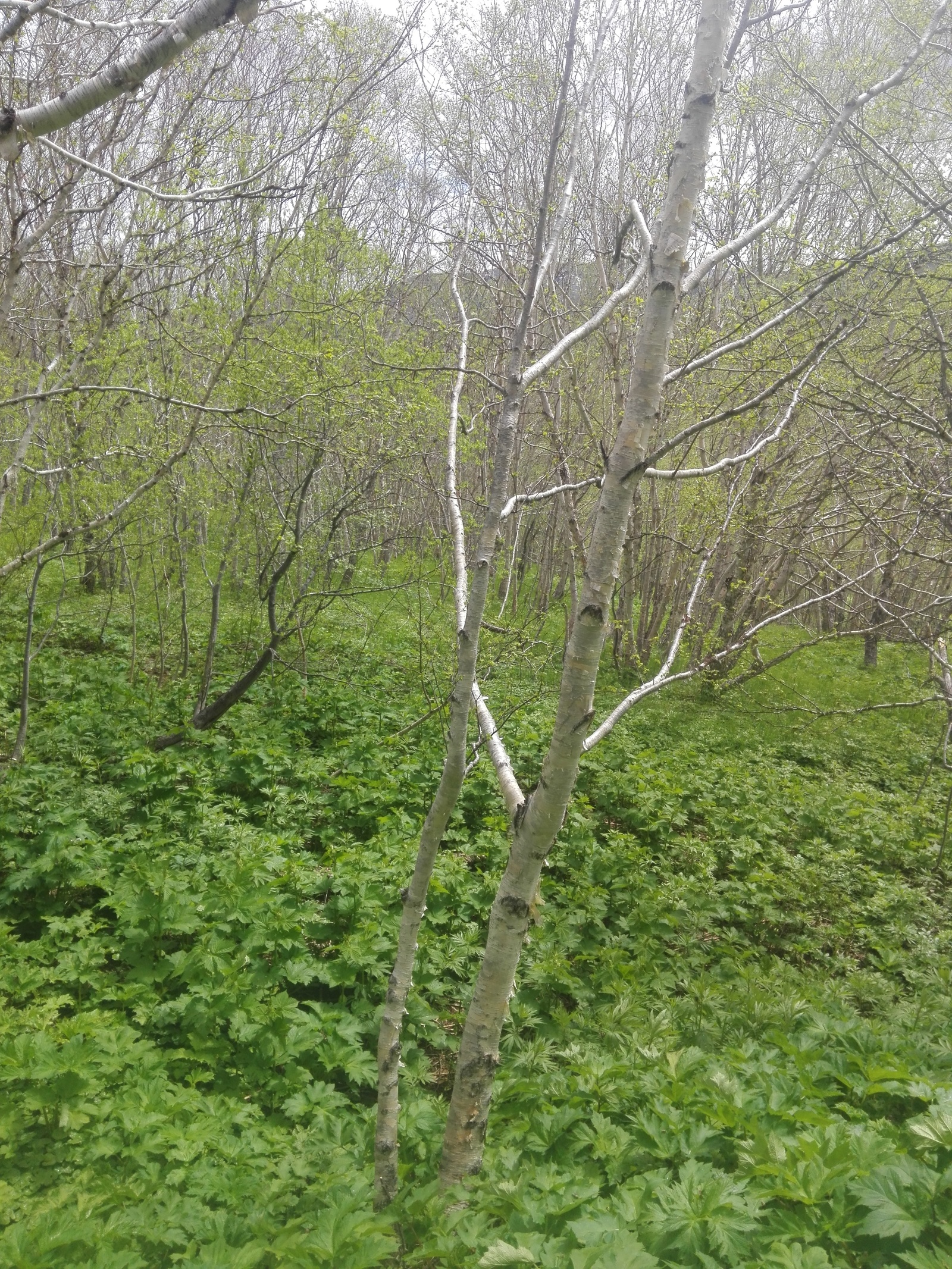 Skull in the forest. - My, Kamchatka, Vilyuchinsk, Scull, Forest, Longpost