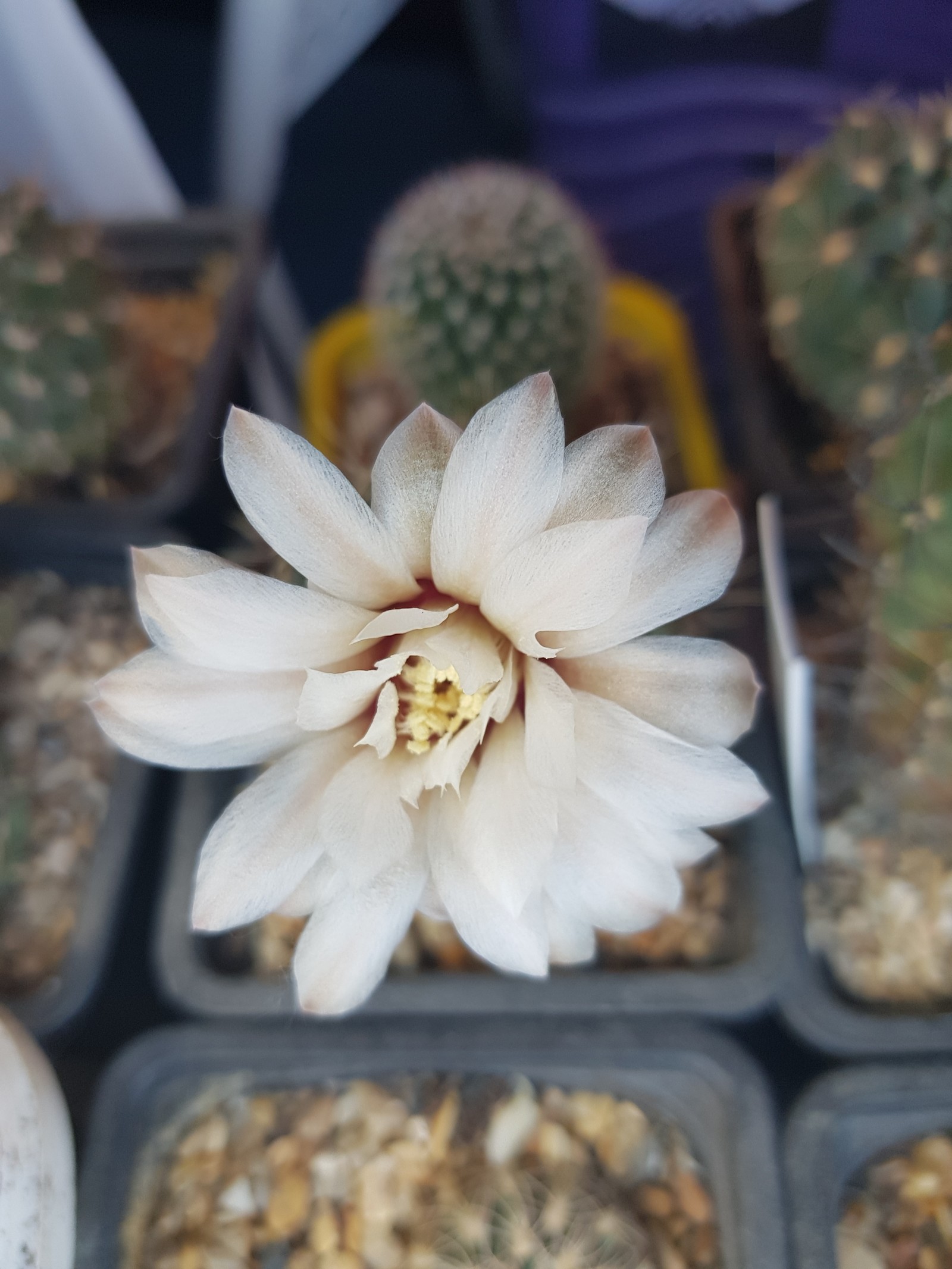 Cactus bloomed - My, Cactus, Bloom