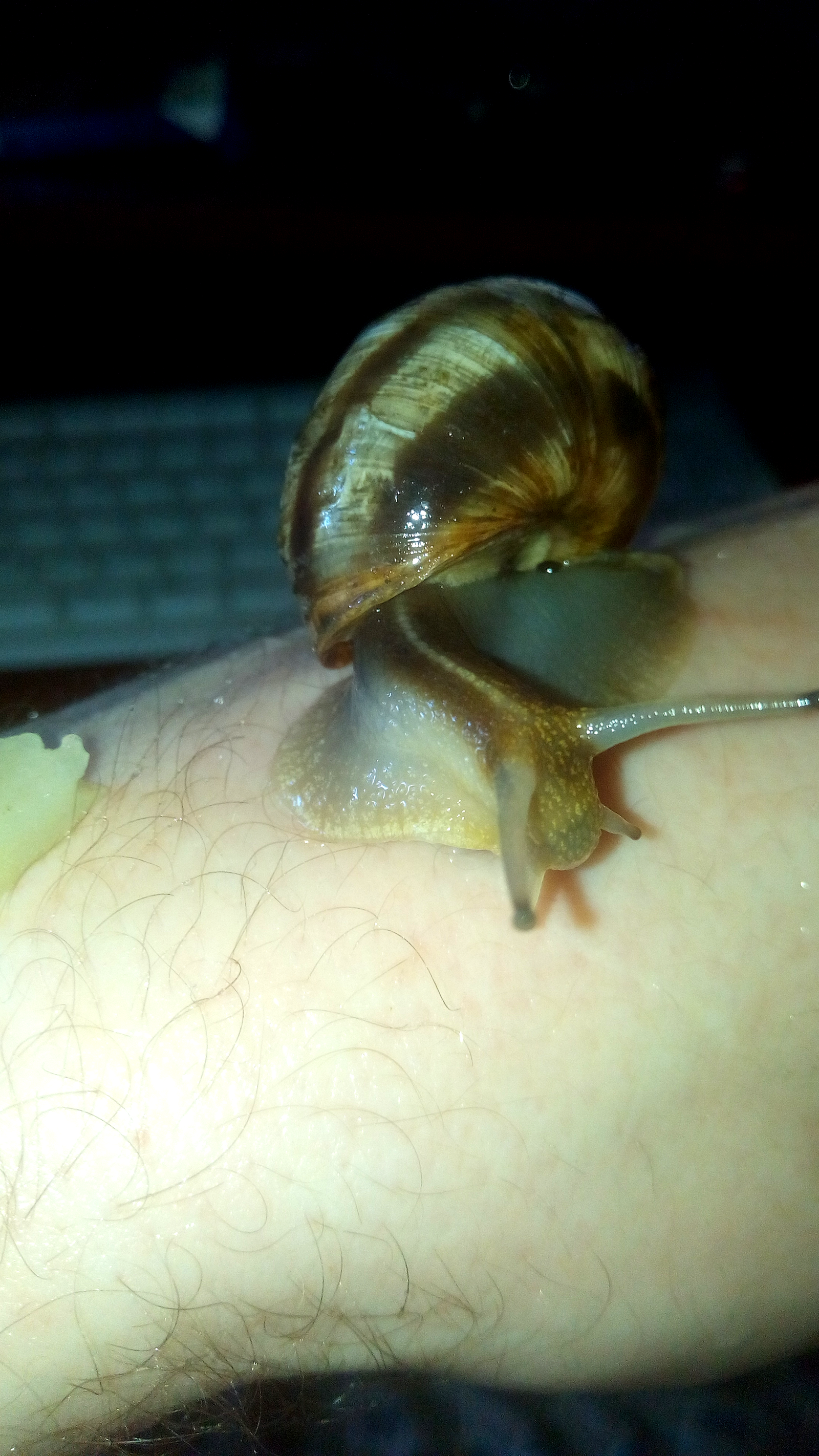 Grape snail - My, Grape snail, Clam, Breeding, Snail, The photo, Longpost