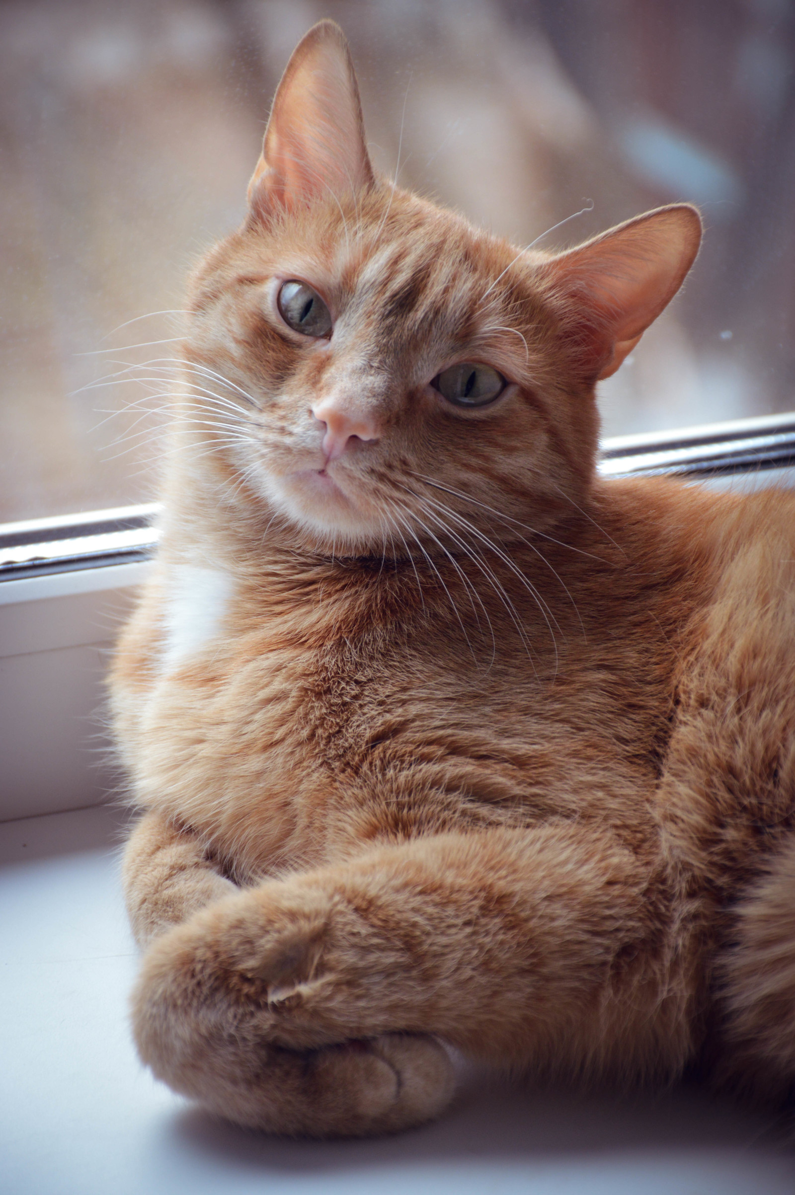 Ginger miracle - My, cat, Catomafia, The photo, Nikon, Photographer, Longpost