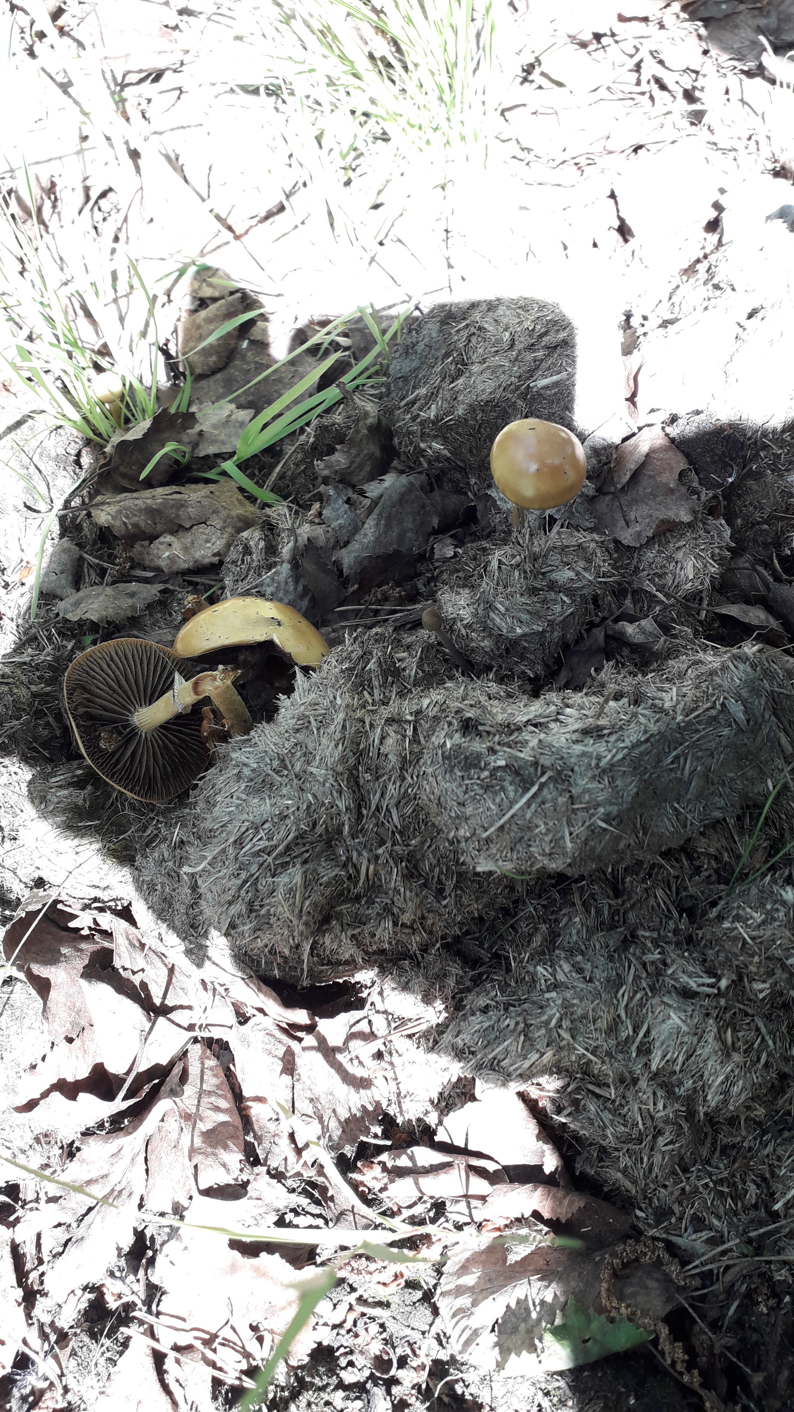 poop bald head - My, Hallucinogenic mushrooms, 