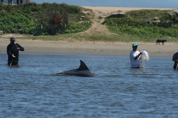 How killer whales helped whalers. - Killer whale, Dolphin, Elementy ru, Longpost