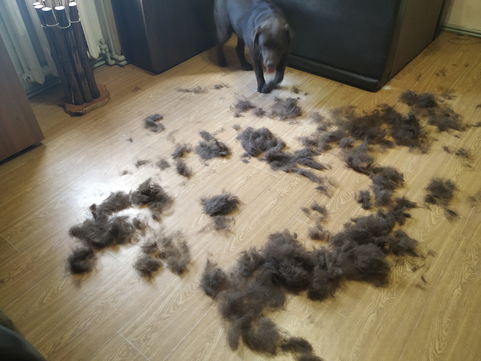 Shedding season is - My, Dog, Labrador, Animals, Wool, Longpost