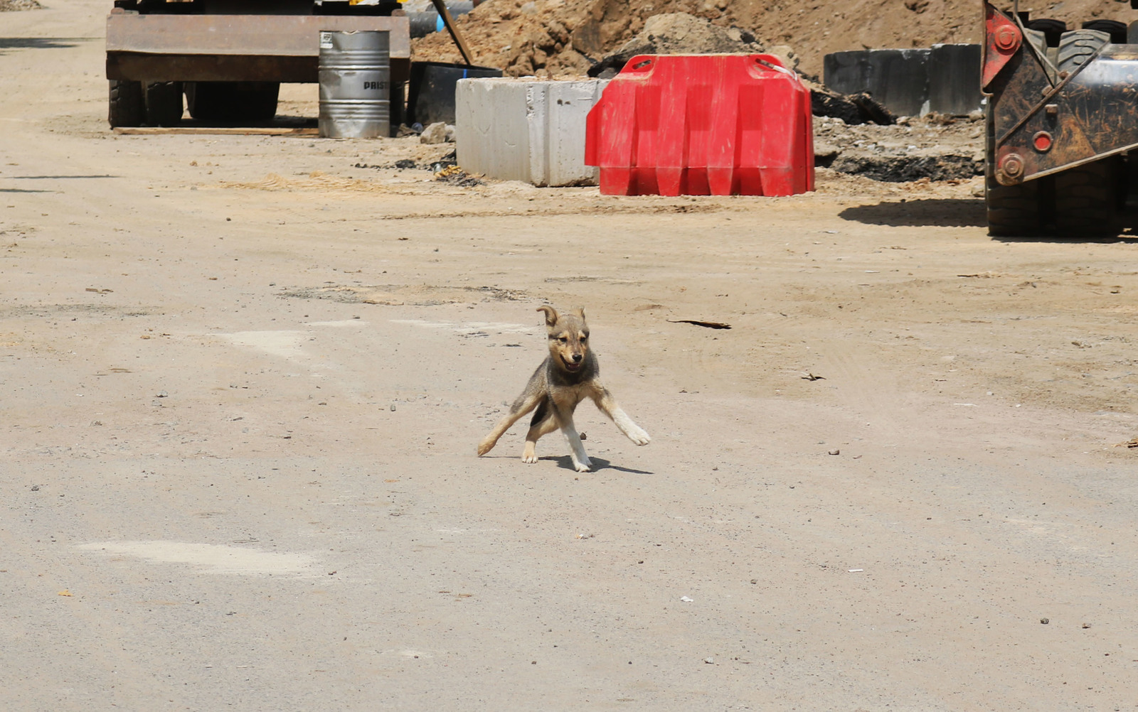 Defile - My, The photo, Dog, Construction, It seemed