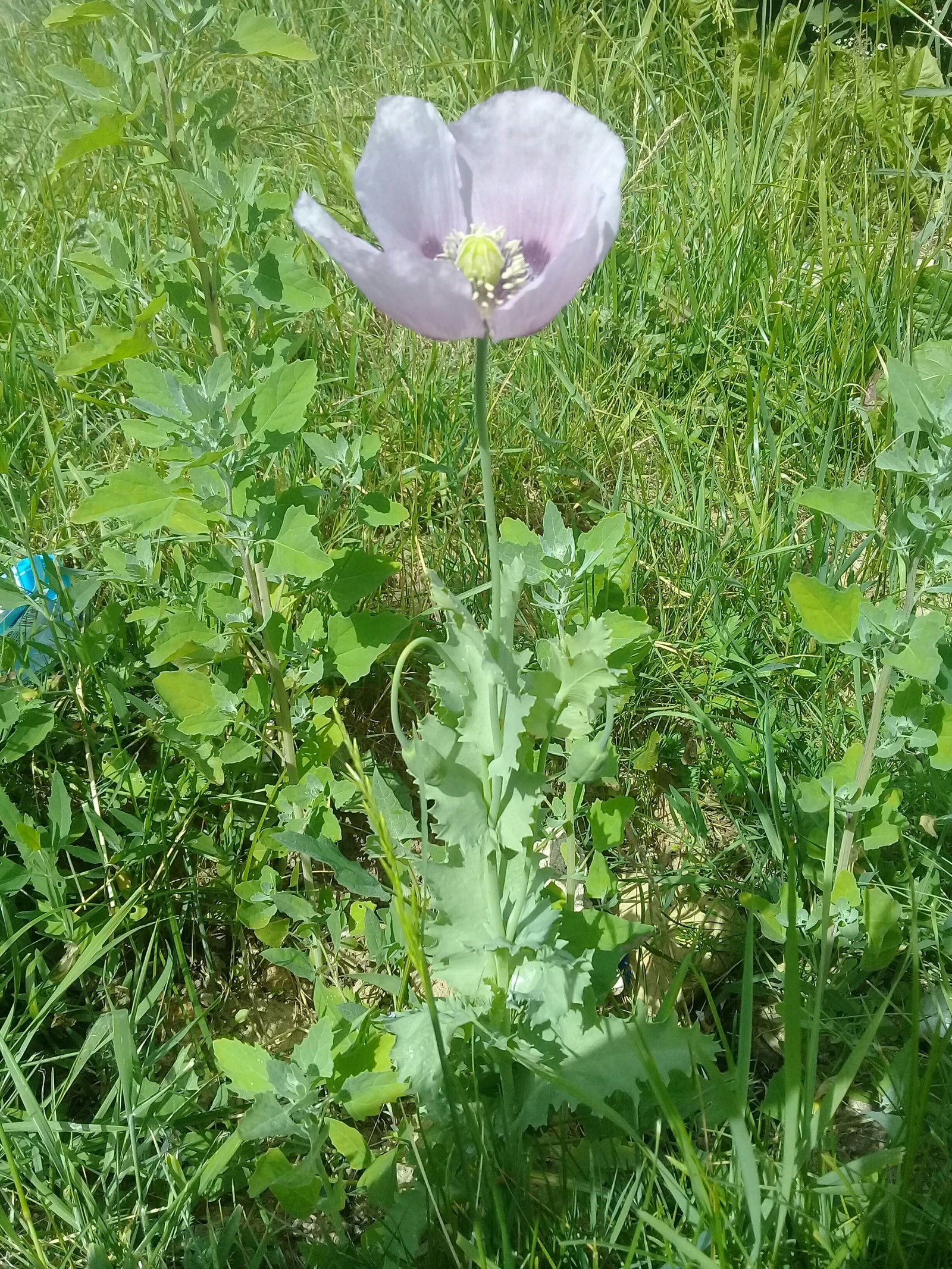 Flower - My, What kind of plant, Flowers