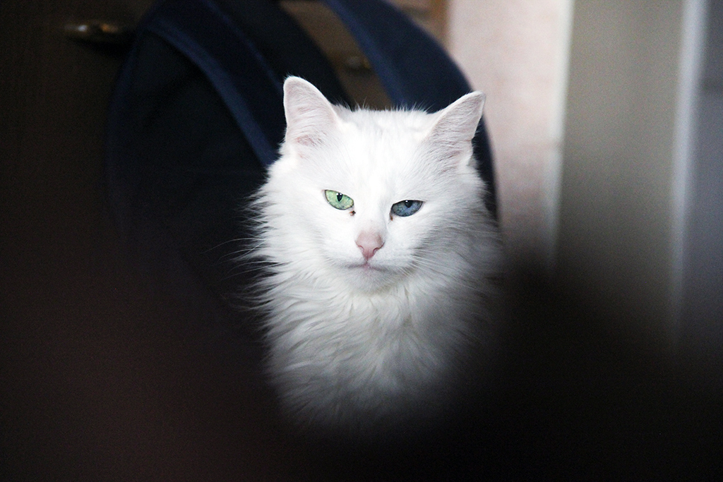 Моей кошке исполнилось 13 лет и я бахнул ей фотосет.) | Пикабу