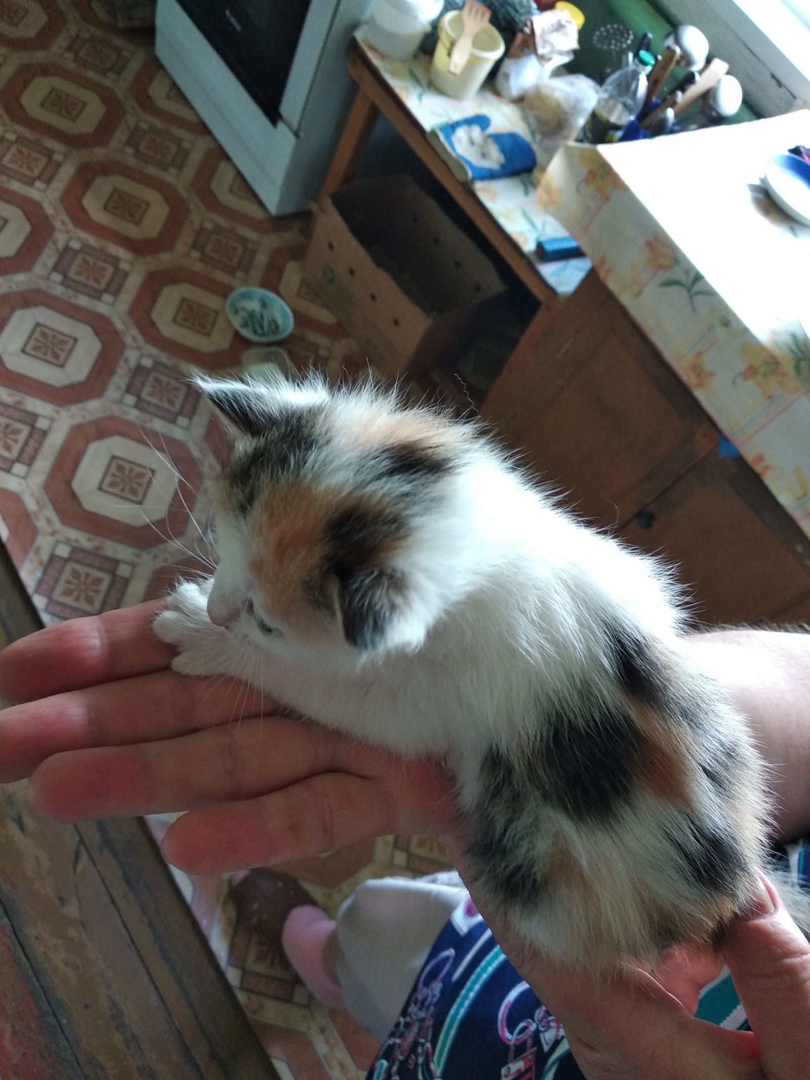 Kittens are looking for new owners! - My, Kittens, I will give, Is free, Podolsk, Moscow, Longpost, cat, In good hands, No rating