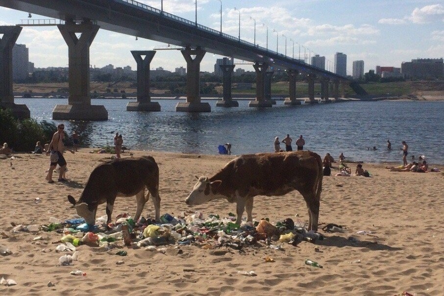 Beach on Beavers (Volgograd) - My, Cow, Volga, Beach, Garbage, The photo, Volgograd, Volga river