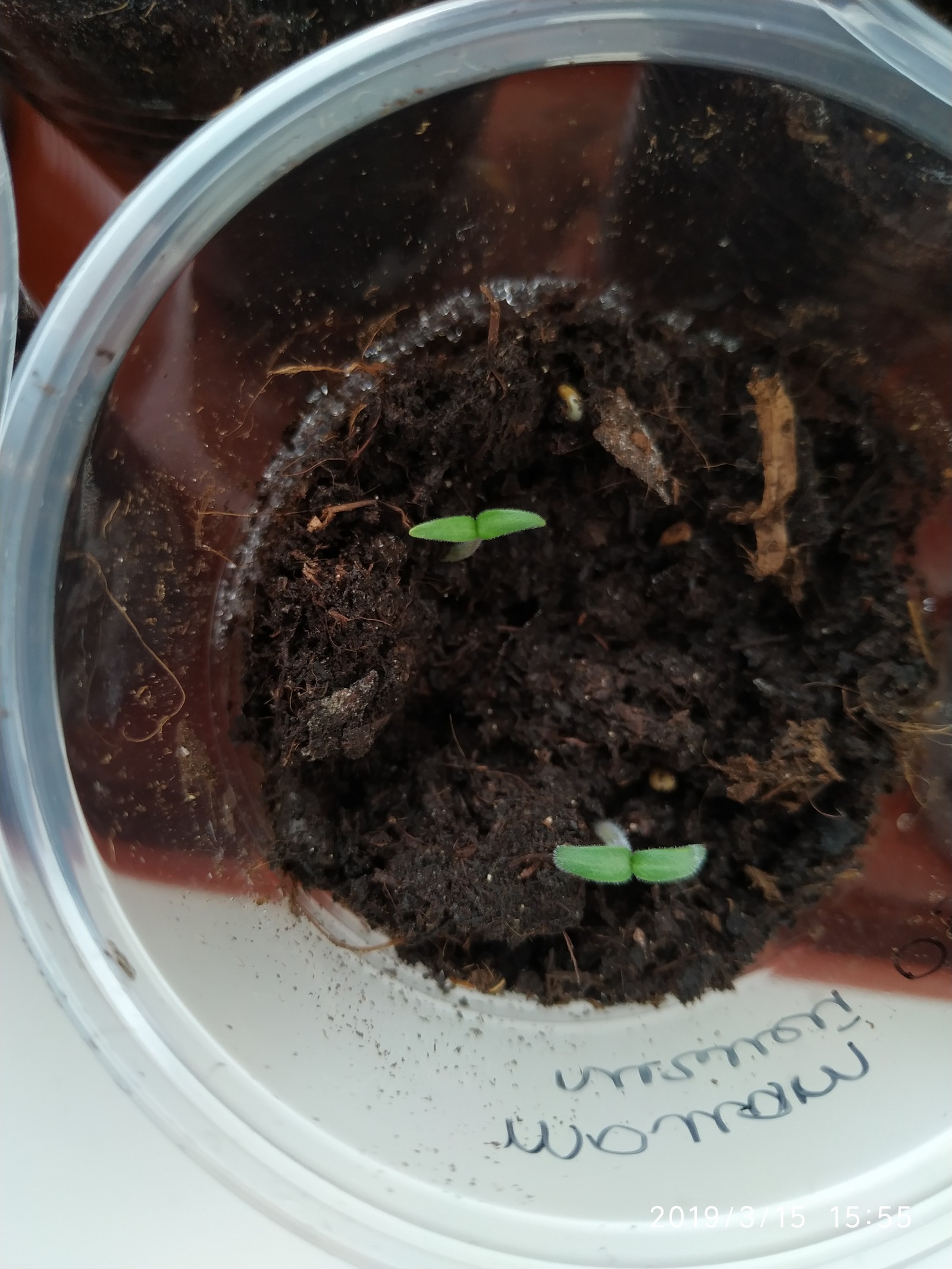 Tomatoes on the windowsill - My, Growing, Tomatoes, , Vegetable garden on the windowsill, Tomato, Longpost