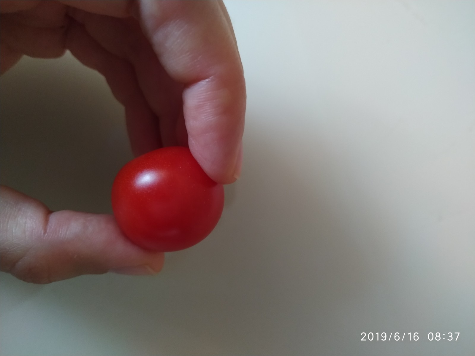 Tomatoes on the windowsill - My, Growing, Tomatoes, , Vegetable garden on the windowsill, Tomato, Longpost