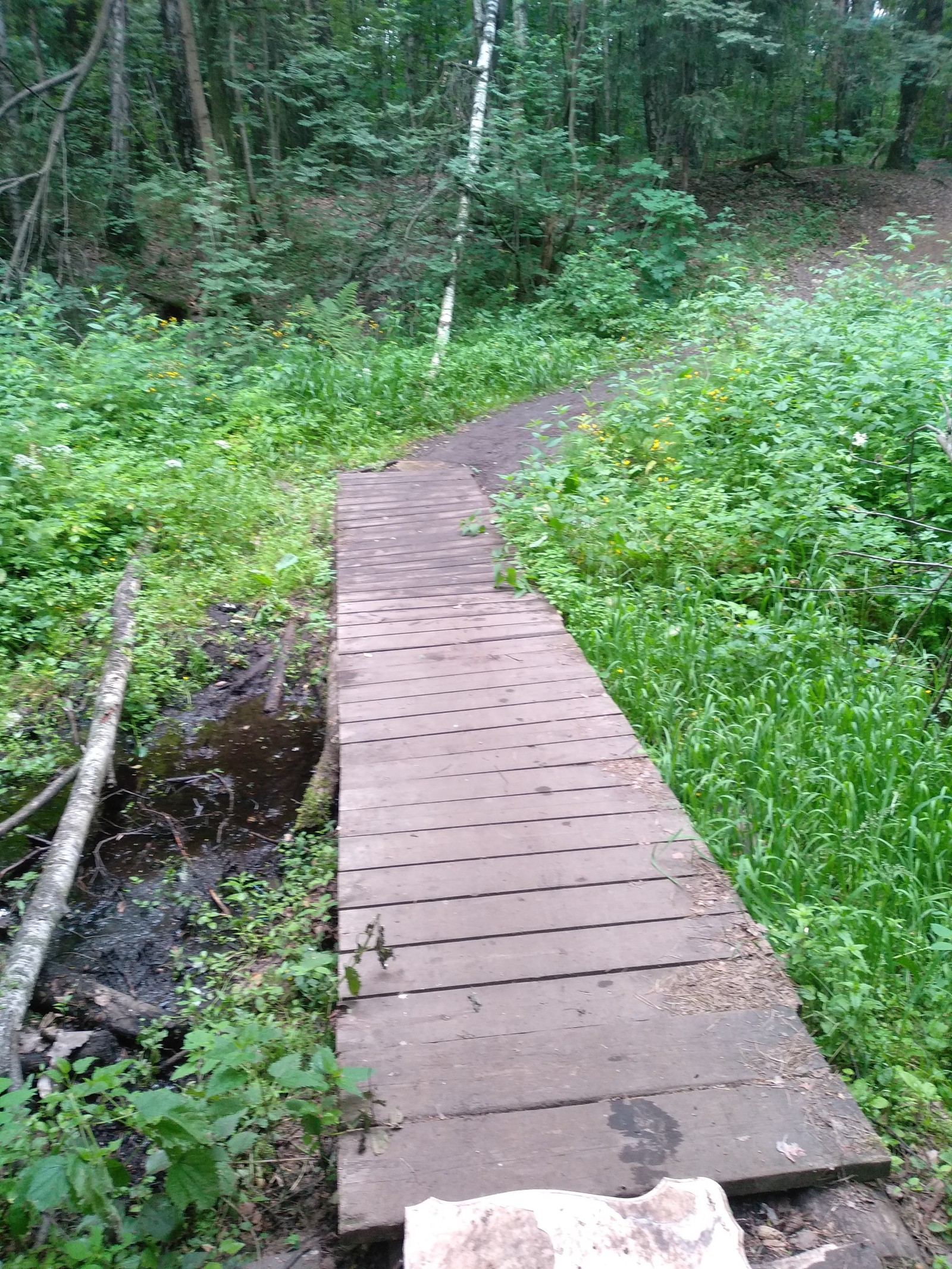 Morning walk - My, Forest, Walk in the woods, Nature, Health, Lake, Weekend, Longpost