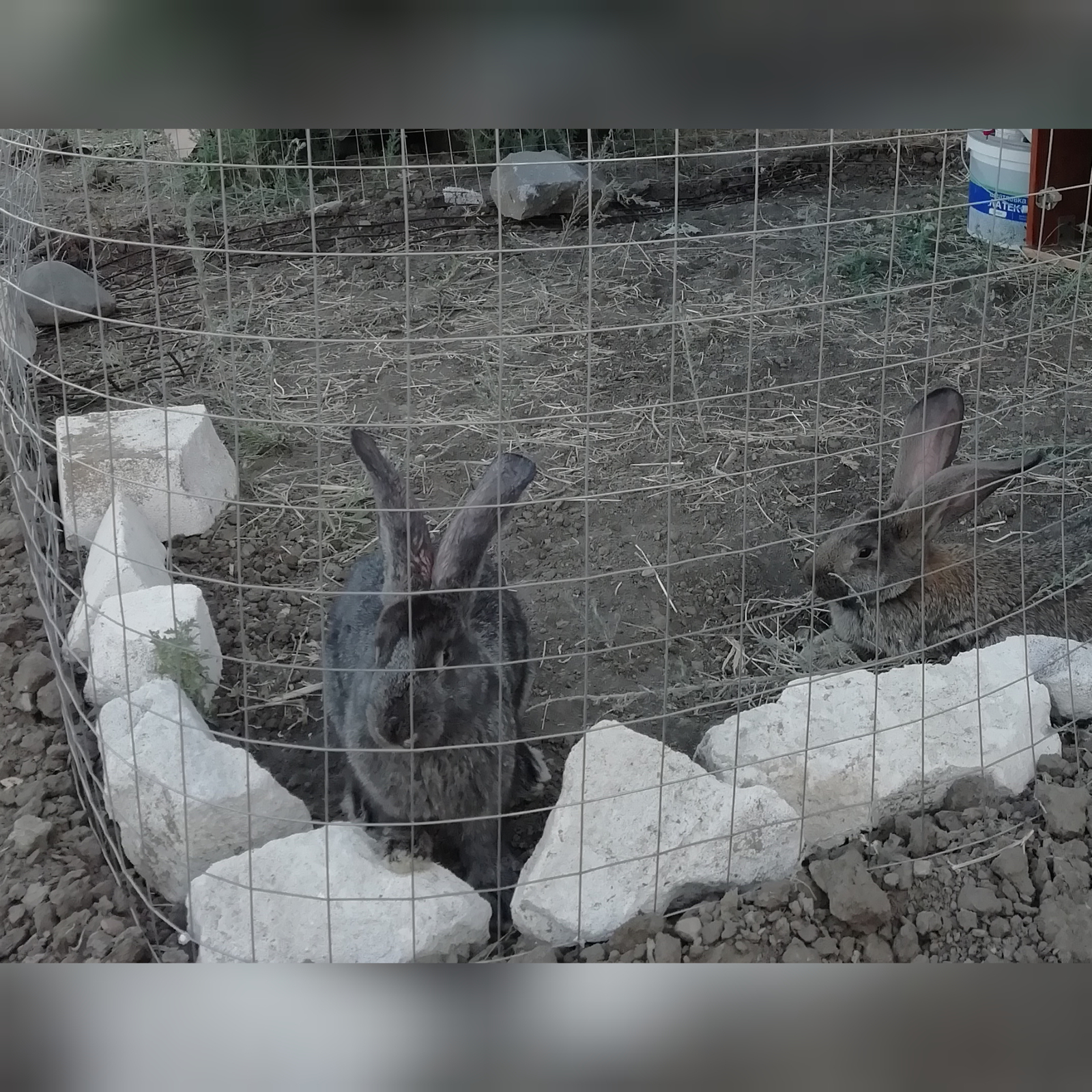 Don't worry, she doesn't bite. - My, Rabbit, Sadness, Dacha, Longpost, Negative, Dog, Stray dogs, Death