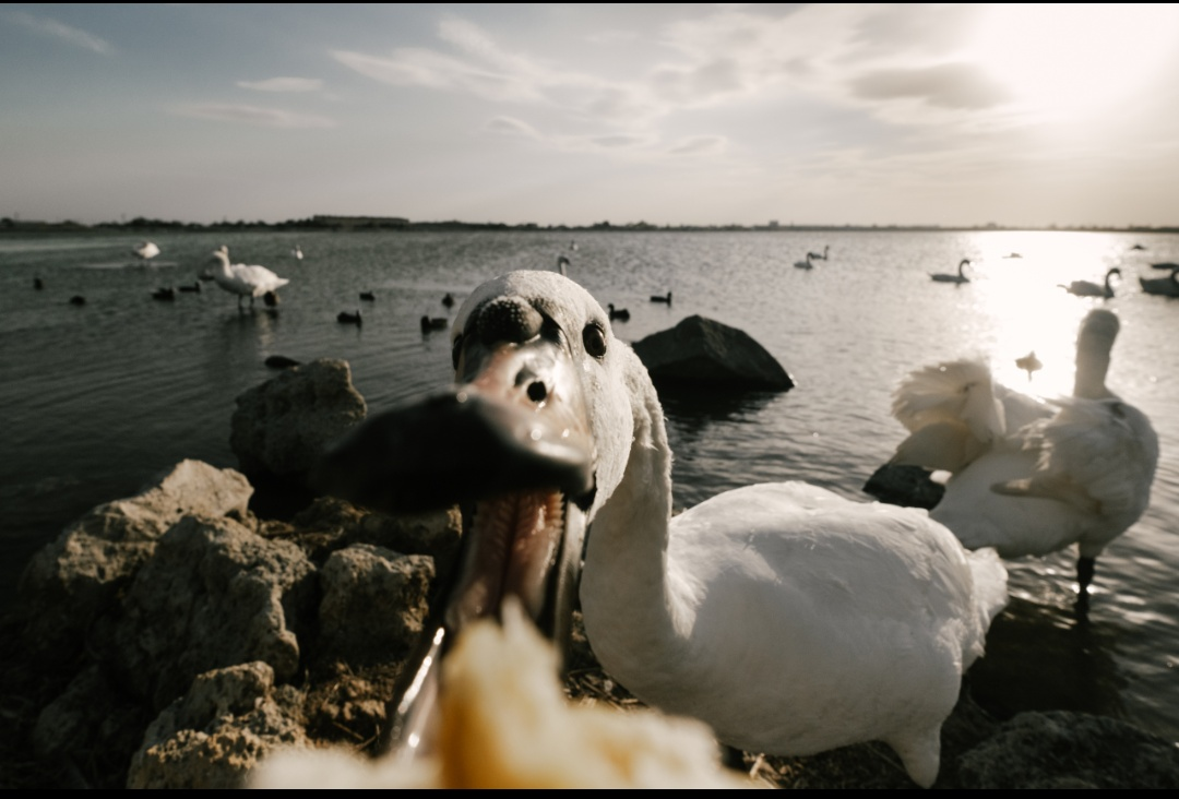 How I photographed swans. - My, Swans, Birds, Photographer, Fujifilm, Video