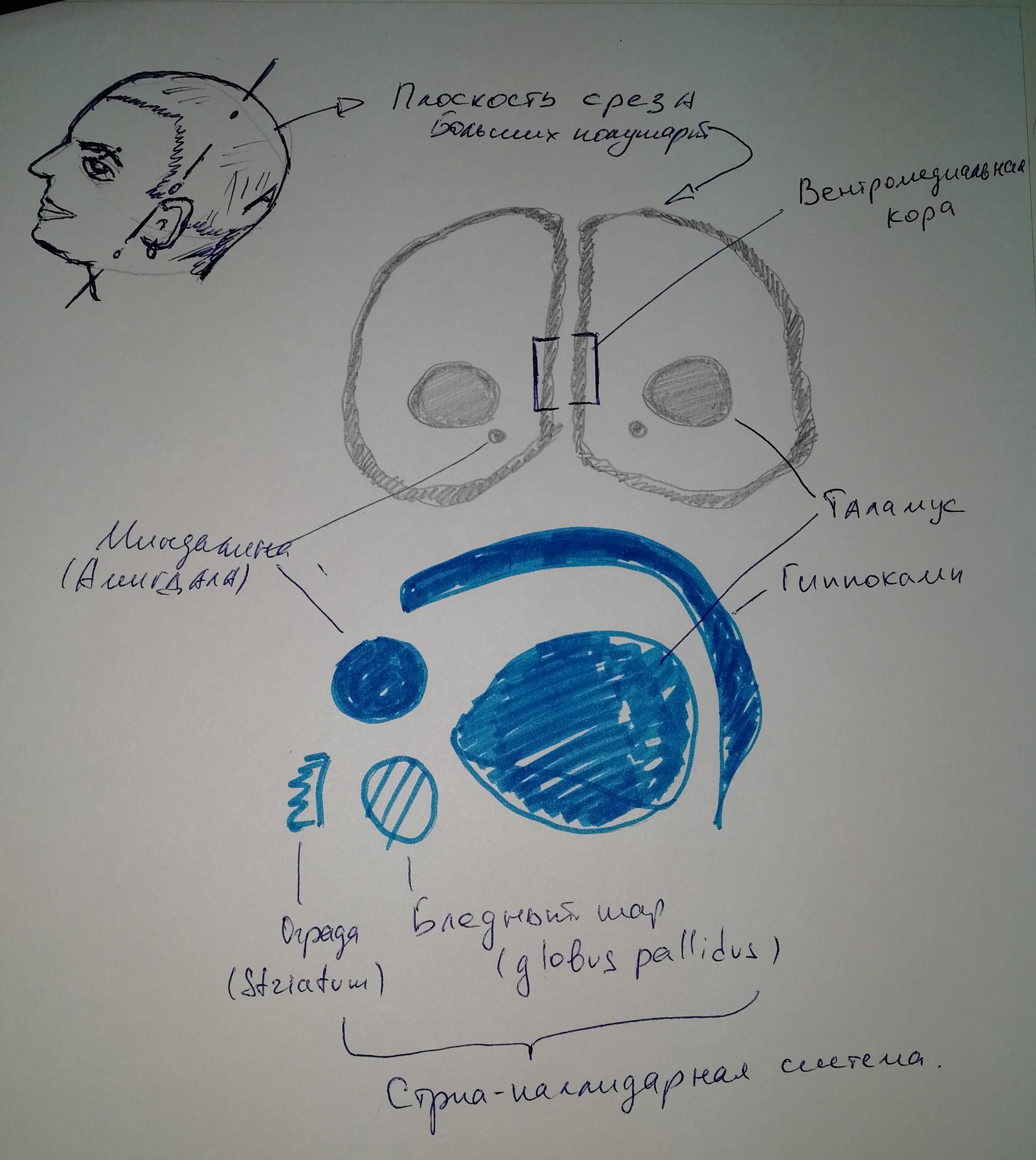 How the brain makes decisions for us and what we can do about it. - My, Alcoholism, Combating alcoholism, Procrastination, Loneliness, Longpost, Fake, Deception