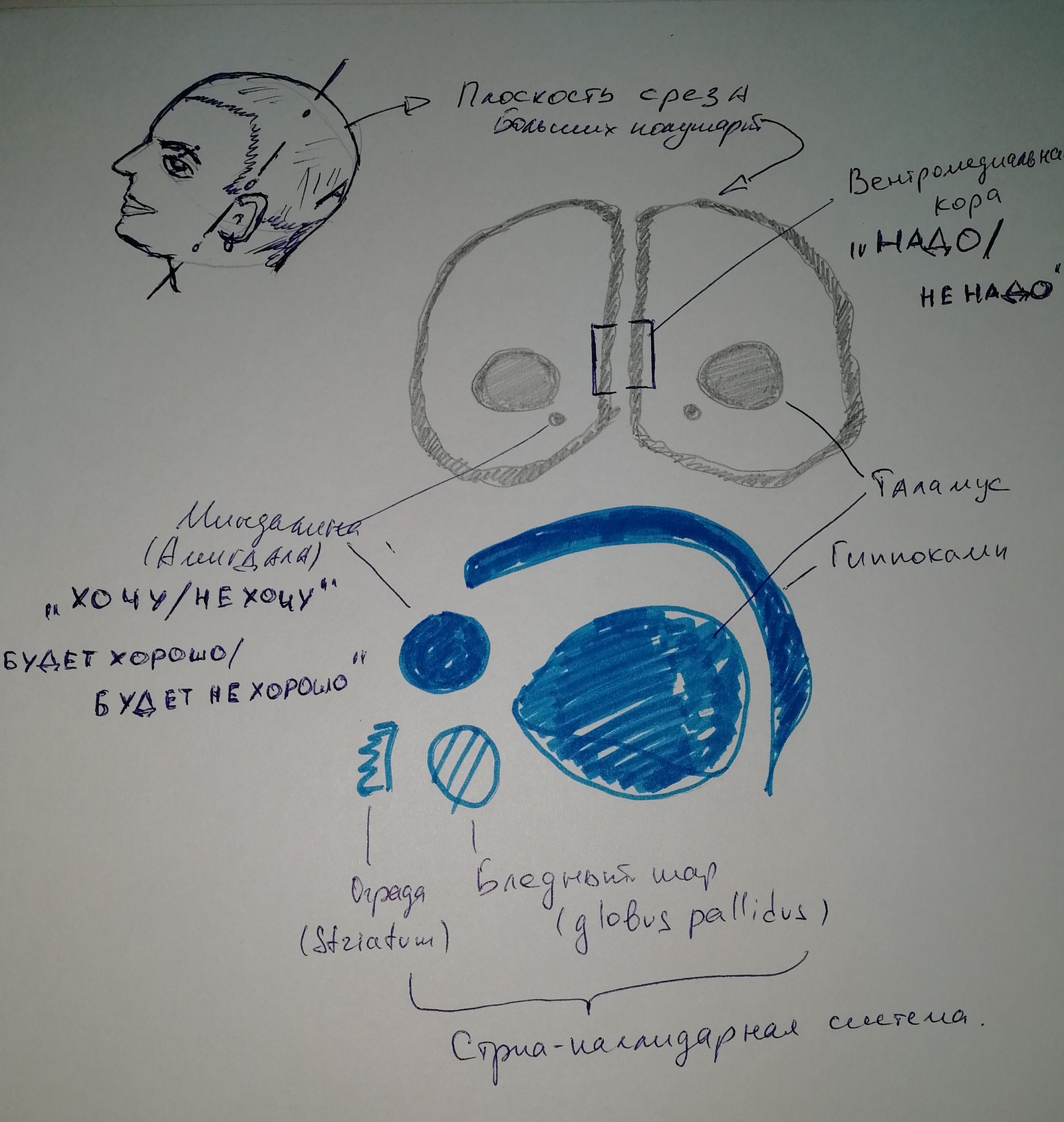 How the brain makes decisions for us and what we can do about it. - My, Alcoholism, Combating alcoholism, Procrastination, Loneliness, Longpost, Fake, Deception