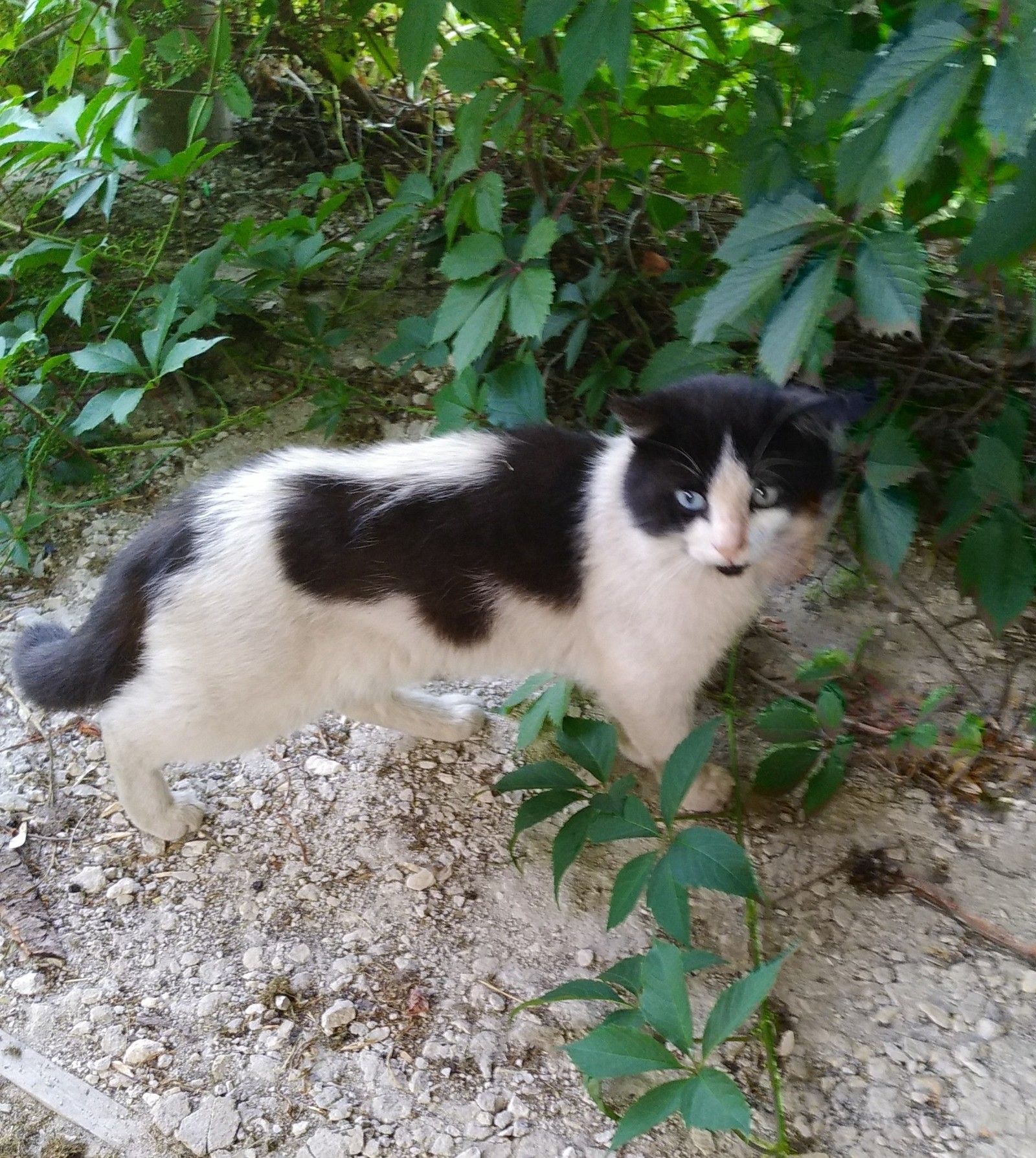 Heterochromia as it is. - My, Tricolor cat, Eyes, Heterochromia, Longpost, cat