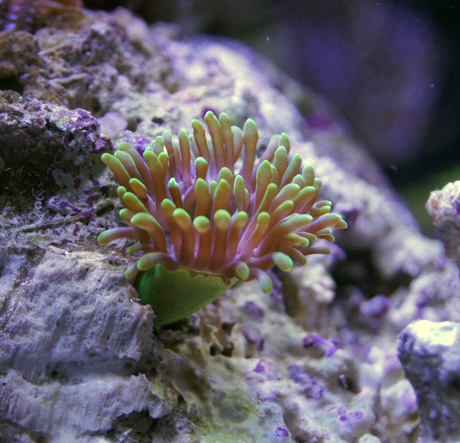 About the budget of the marine nano aquarium post and more, part number 2 - My, Aquarium, , Sea, Aquarium, sea ??anemone, Clown, Longpost