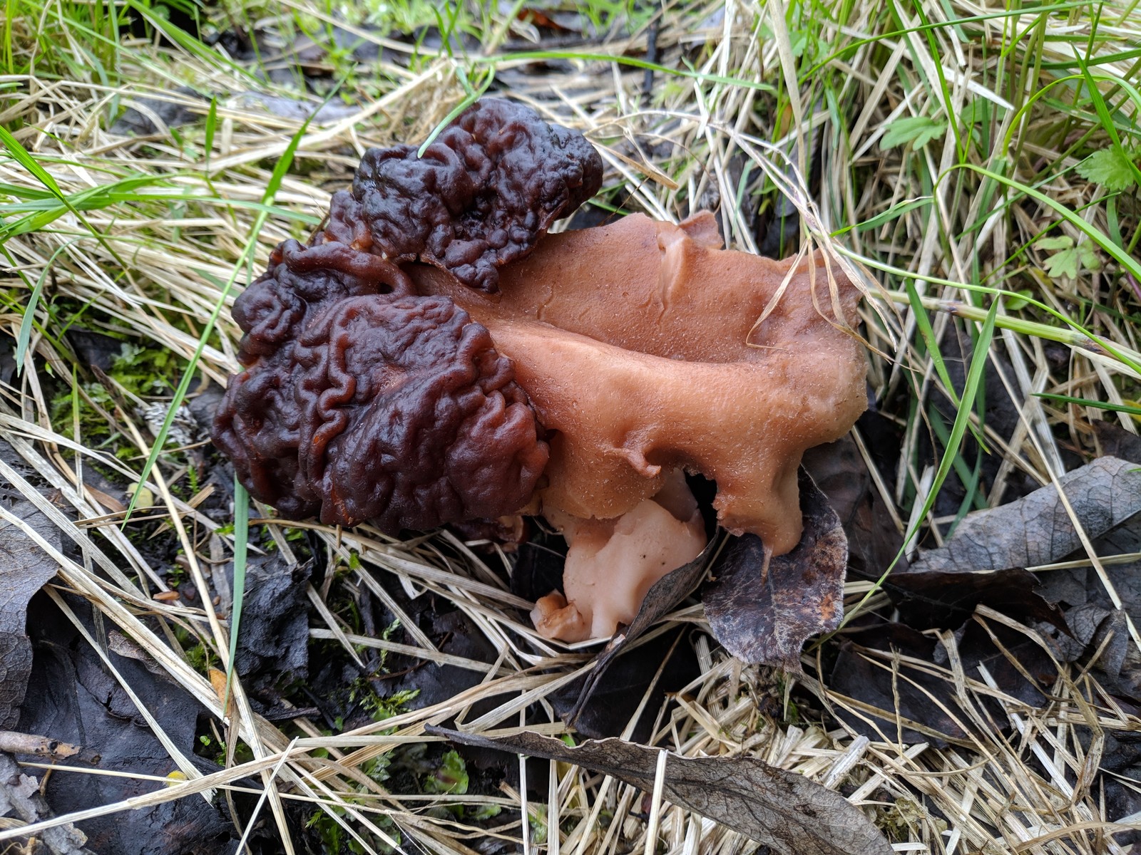 Does anyone know what this is? - My, Mushrooms, What's this?