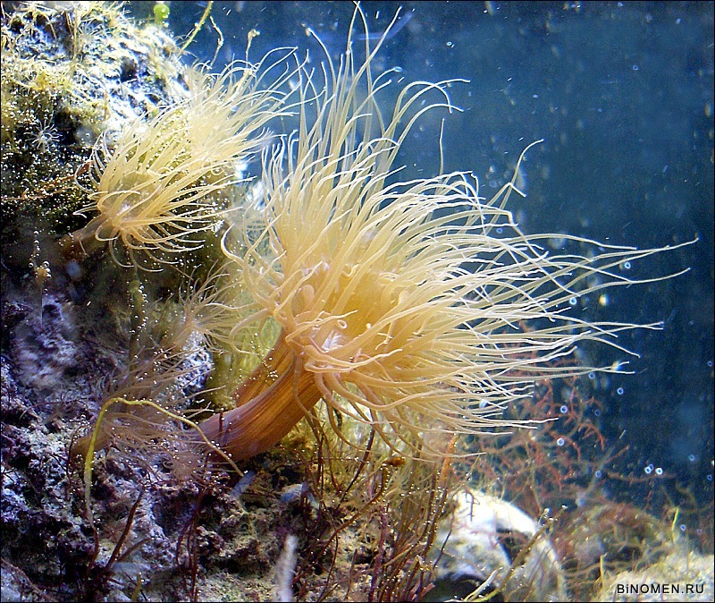 About the budget of the marine nano aquarium post and more, part number 2 - My, Aquarium, , Sea, Aquarium, sea ??anemone, Clown, Longpost