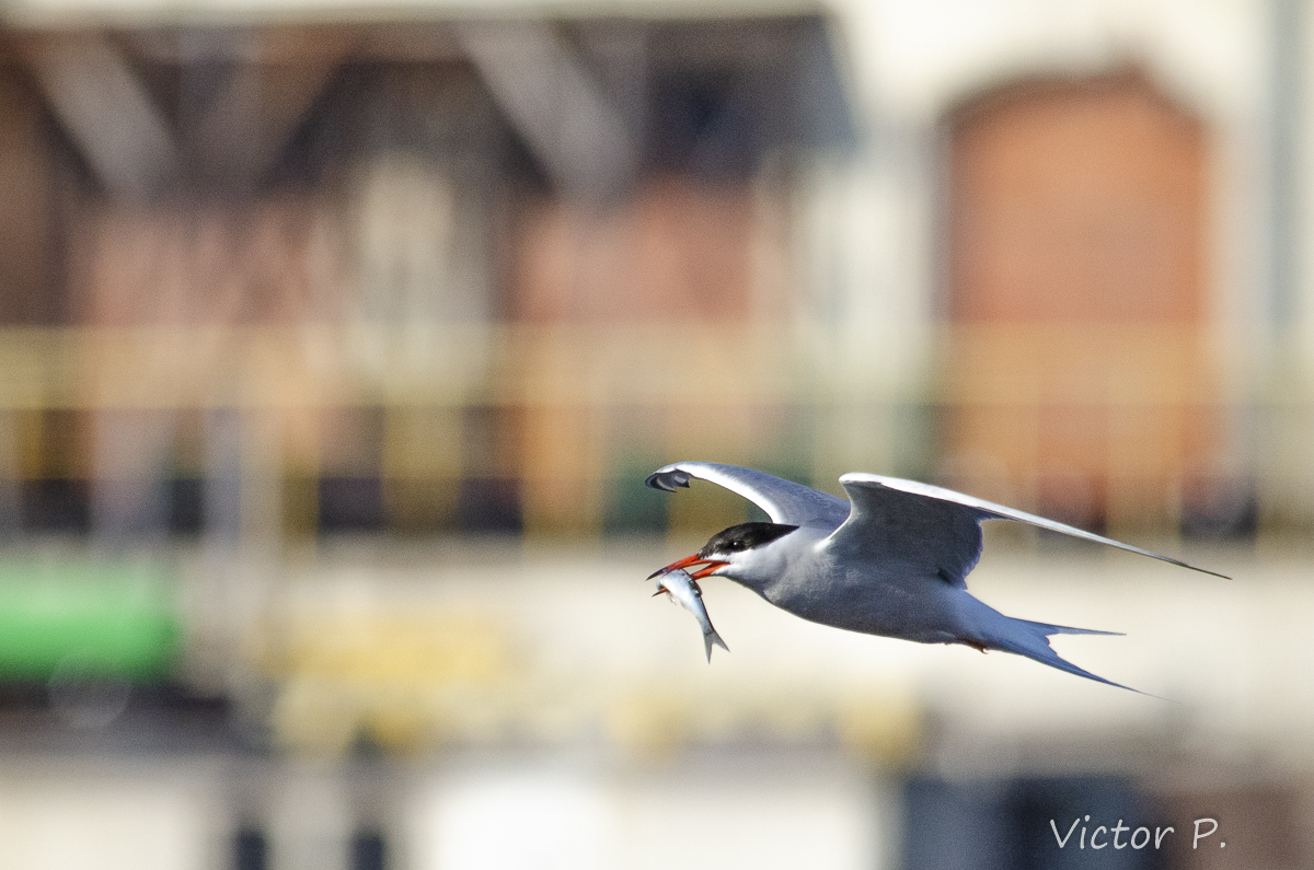 Ways to carry fish from birds - My, The photo, Longpost, Nikon, Birds