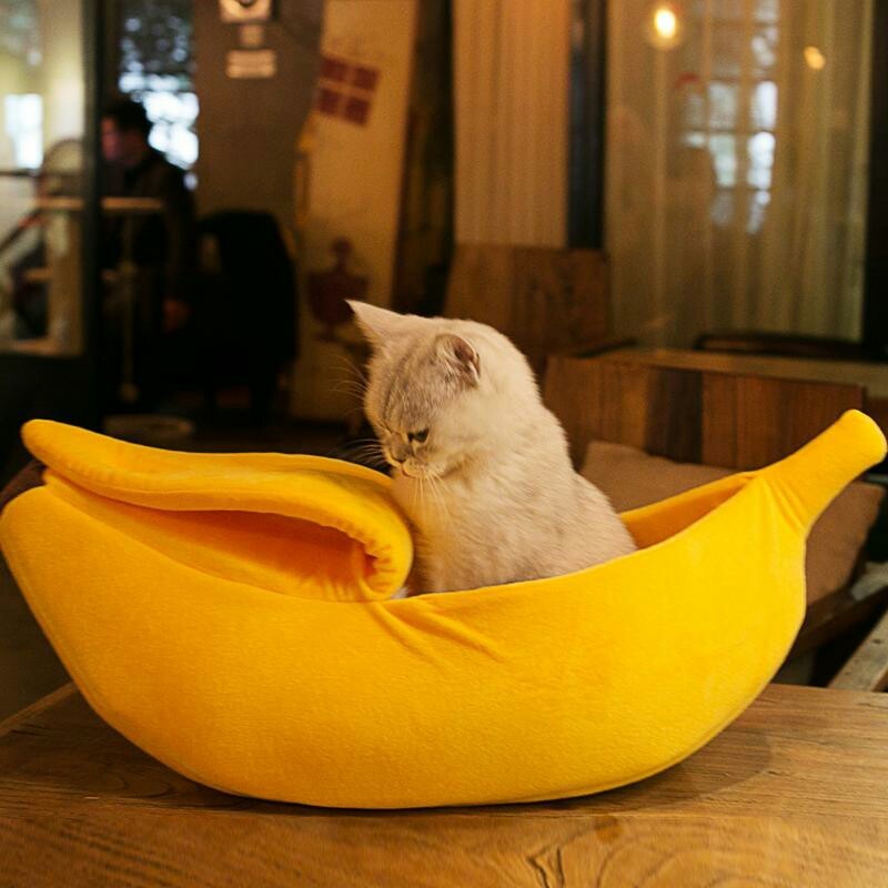 Banana - Banana, cat