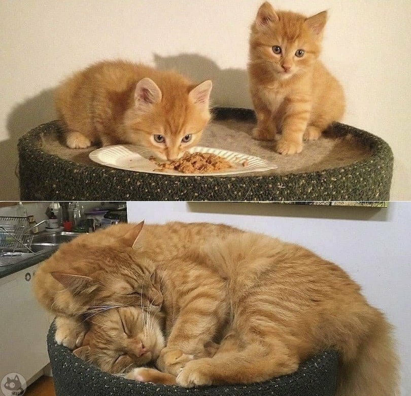 It was-it was - cat, Kittens, The photo