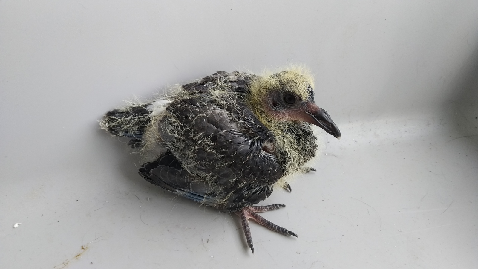 Как спасти птенца голубя? | Пикабу