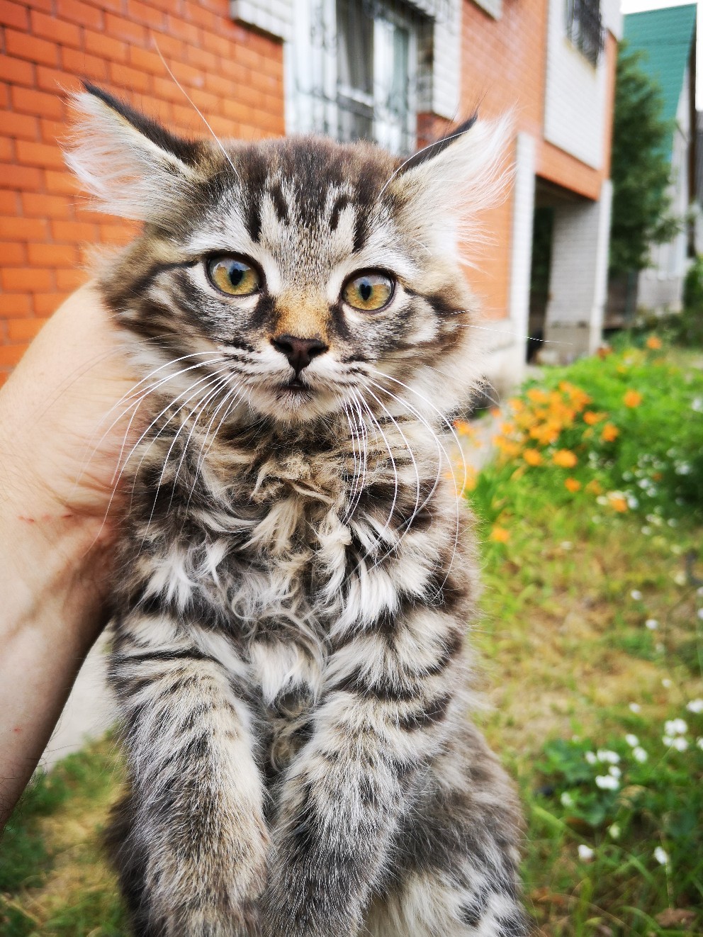 Kitten-boy in good hands! - My, cat, Lipetsk, Good, Help, Cotoland, Longpost, No rating, Moscow, Animal shelter, Kindness, Shelter Cotoland