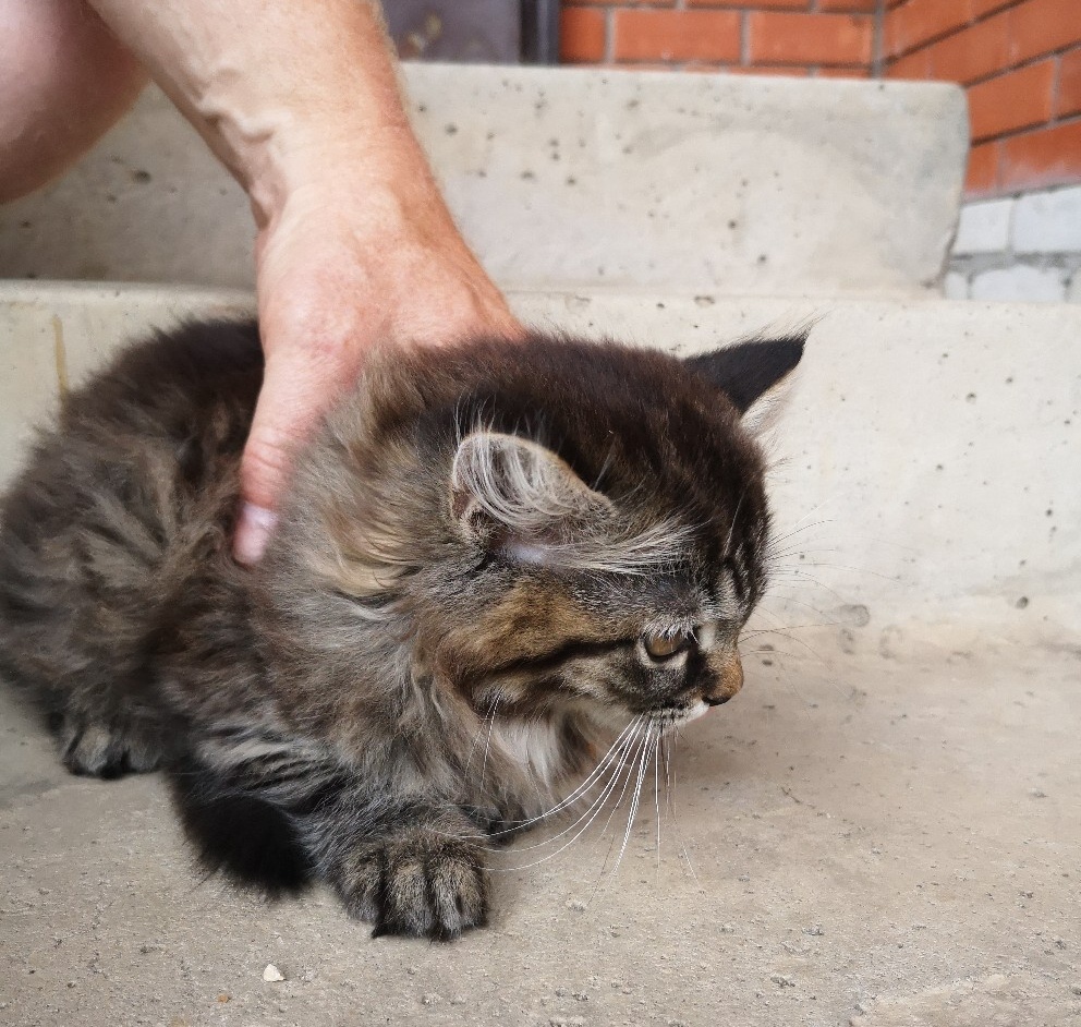 Котёнок-мальчик в добрые руки! Липецк, Москва. - Моё, Кот, Липецк, Добро, Помощь, Котоленд, Длиннопост, Без рейтинга, Москва, Приют для животных, Доброта, Приют Котоленд