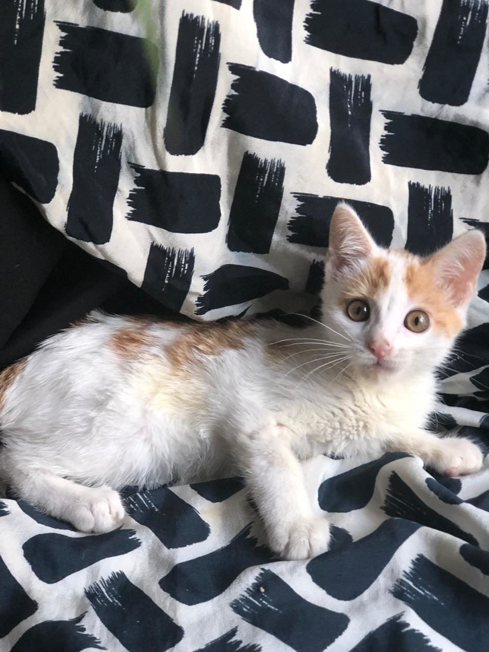 Baby Jasper was disliked by the owner's dog!! Cat urgently needs a home! - Moscow, cat house, In good hands, Fluffy, cat, The strength of the Peekaboo, No rating, Longpost