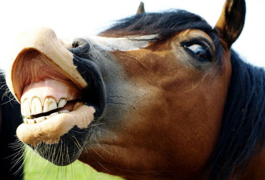 Horse smile. - Black people, Tandem, Parachute, Roach, , Horses, Wind