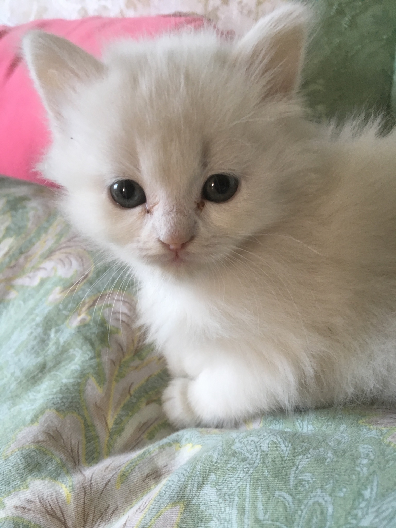 Kittens are in good hands. - My, Kittens, Irkutsk, Persian cat, Siberian cat, Longpost, Looking for a master, cat, In good hands, No rating