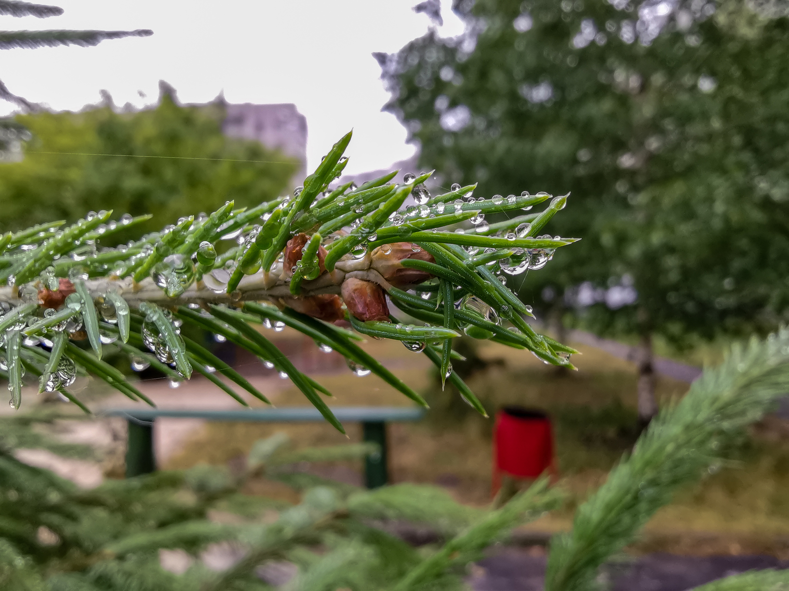 After the rain - My, Mobile photography, Longpost, Huawei mate 20, Macro, Macro photography