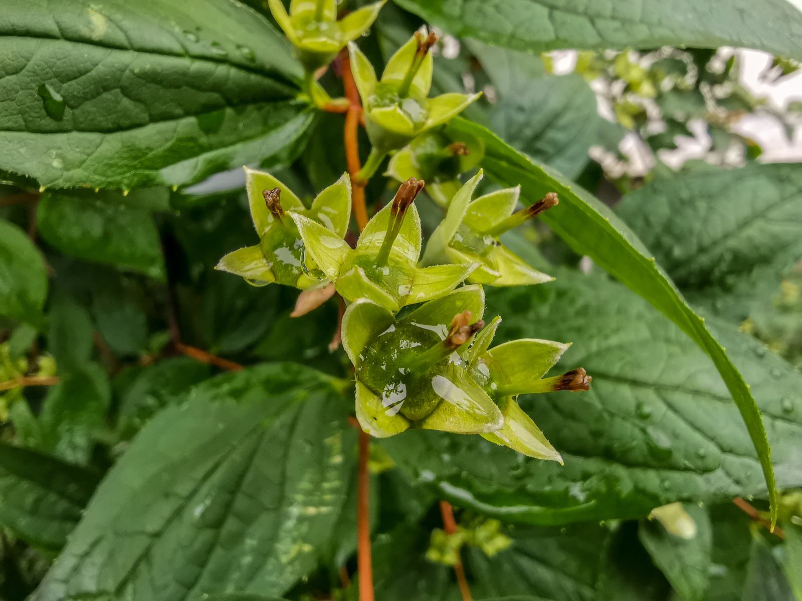 After the rain - My, Mobile photography, Longpost, Huawei mate 20, Macro, Macro photography