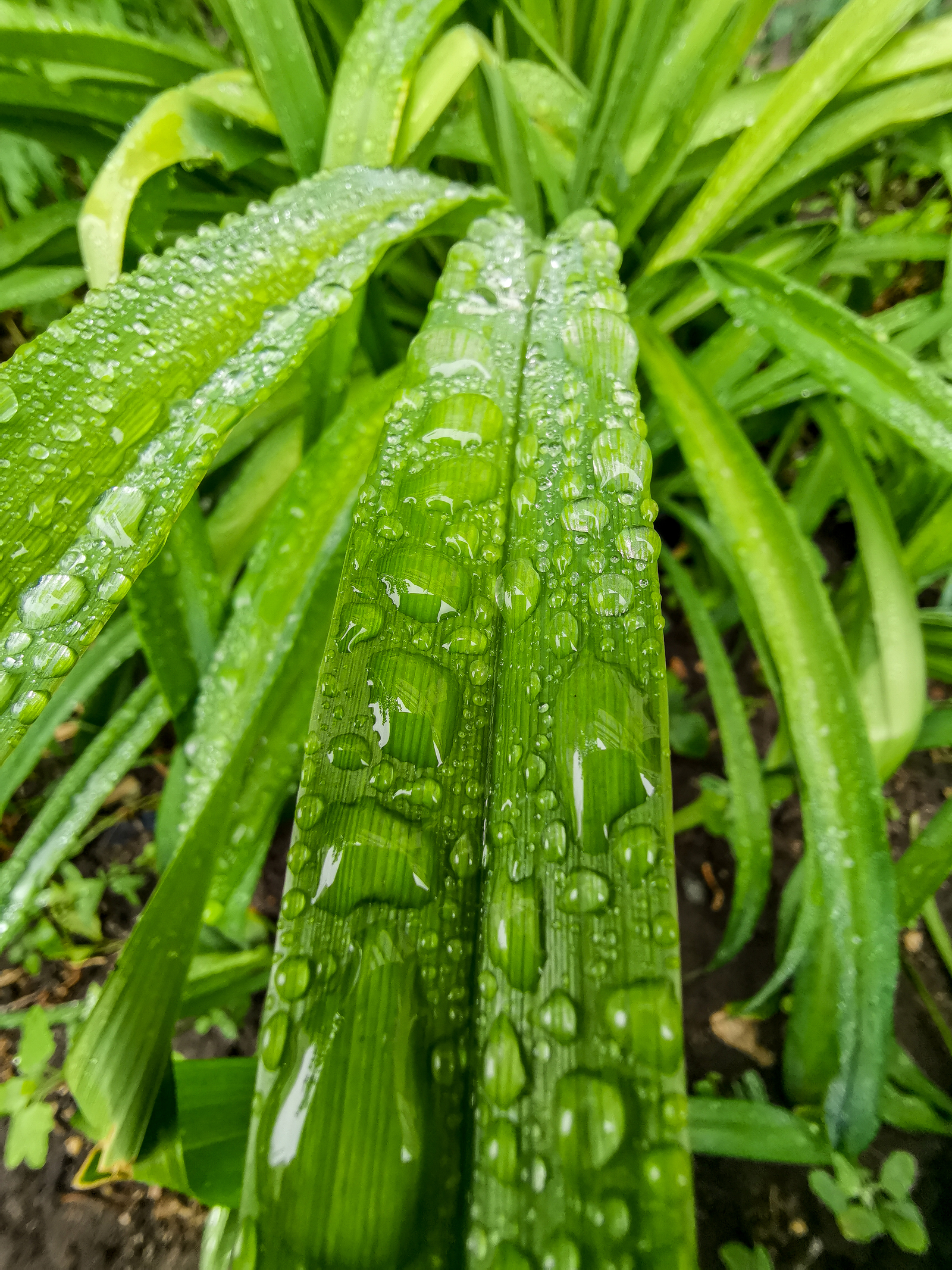 After the rain - My, Mobile photography, Longpost, Huawei mate 20, Macro, Macro photography