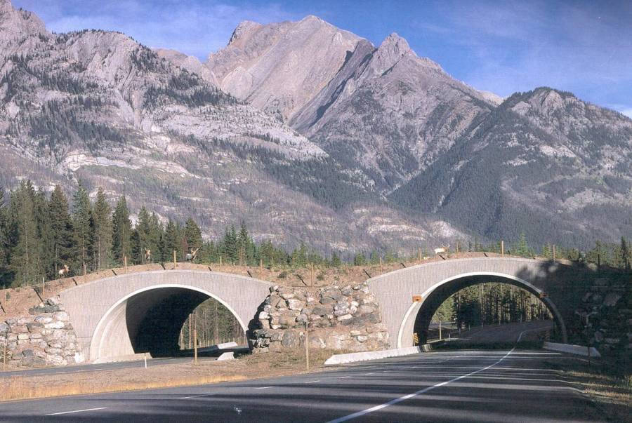 15 bridges that protect wildlife from people and their cars - Bridge, Ecoduct, wildlife, Safety, The photo, Road, Longpost