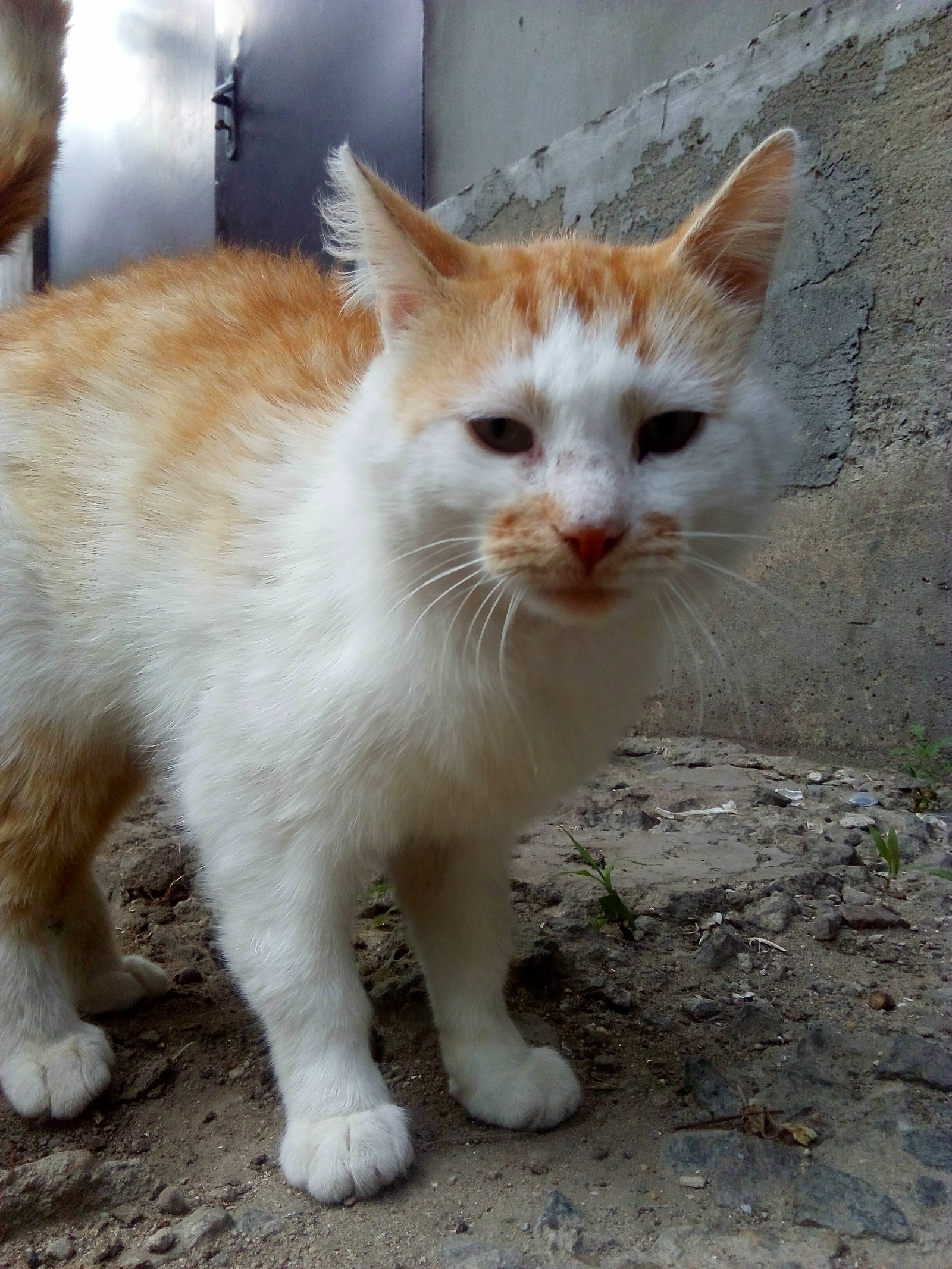 Ryzhard Gir from Transnistria - My, cat, Redheads, Meow, Fluffy, Little, Longpost