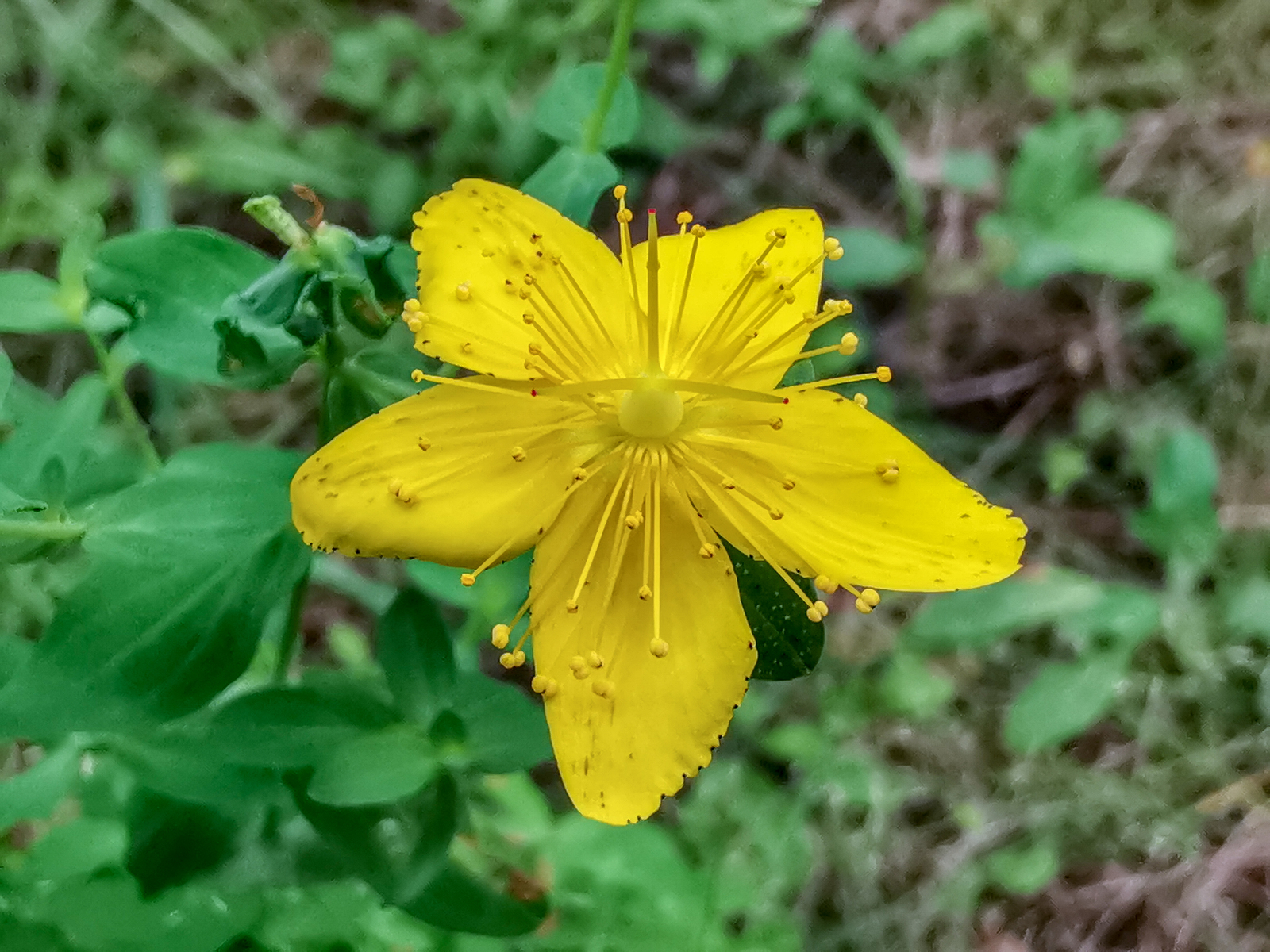 Photo bike ride - My, Dzerzhinsk, Longpost, Mobile photography, Huawei mate 20, Macro, A bike, Nature, Plants, Macro photography