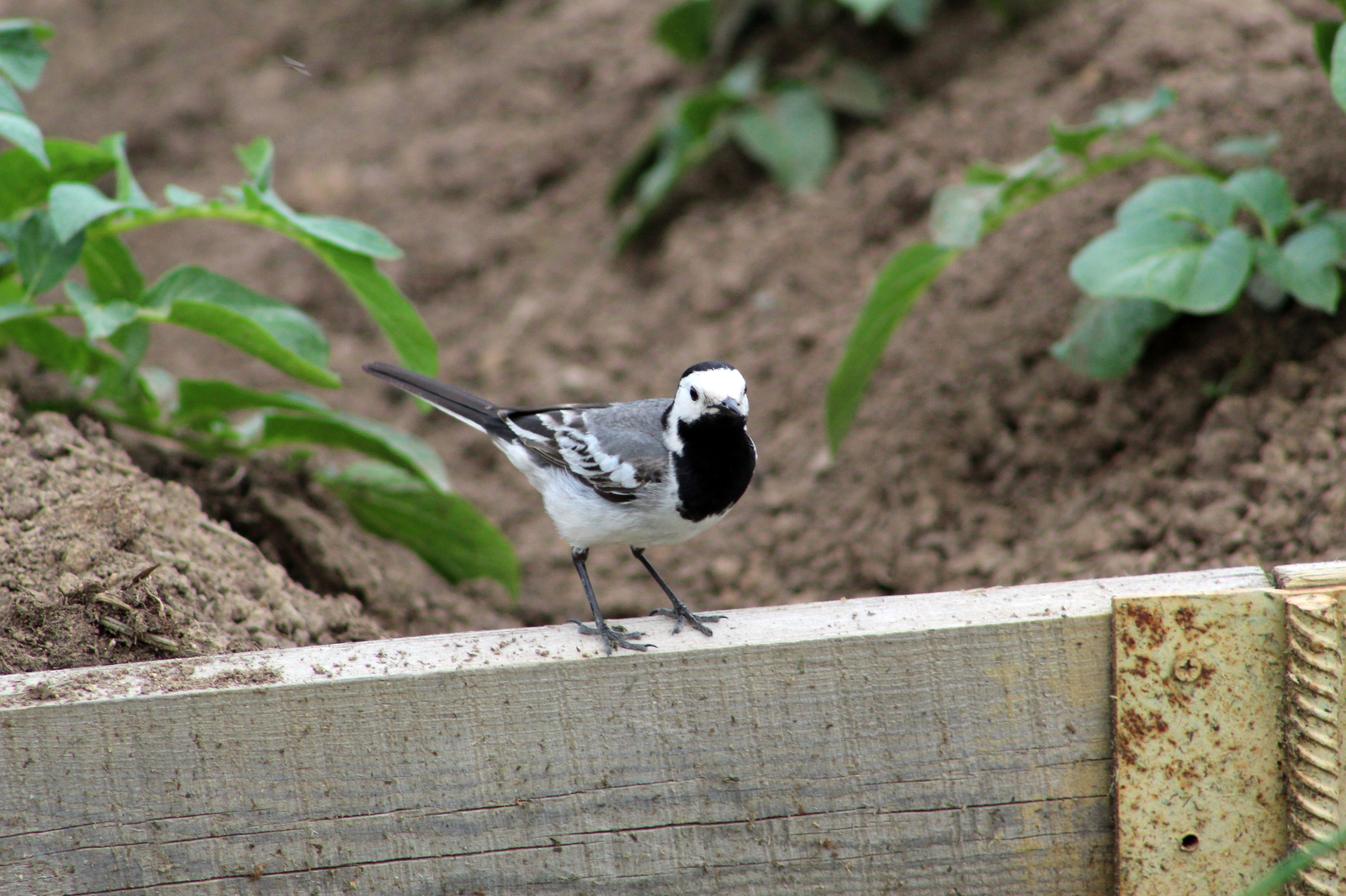 garden birds - My, Birds, The photo, Longpost