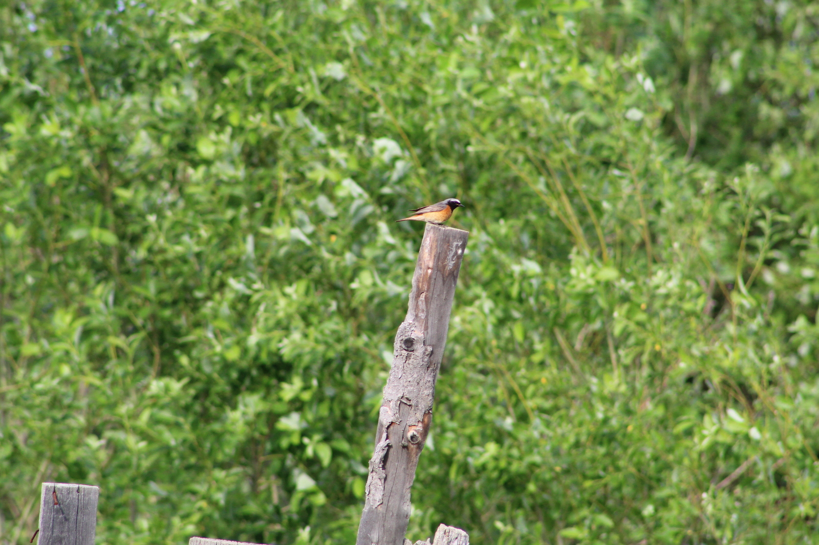 garden birds - My, Birds, The photo, Longpost