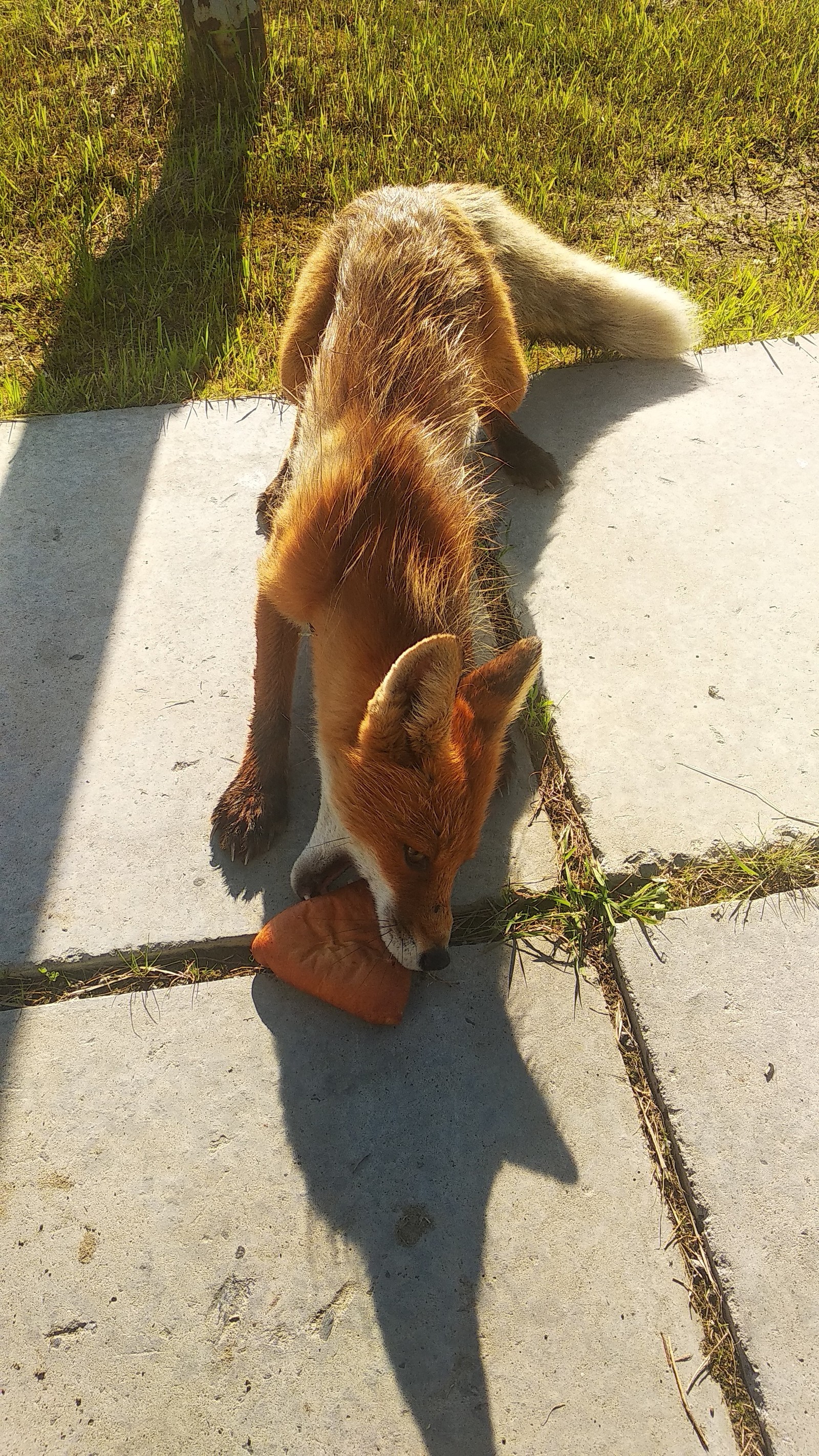 Breakfast on the grass (well, almost on the grass) - My, Fox, Watch, wildlife, Longpost