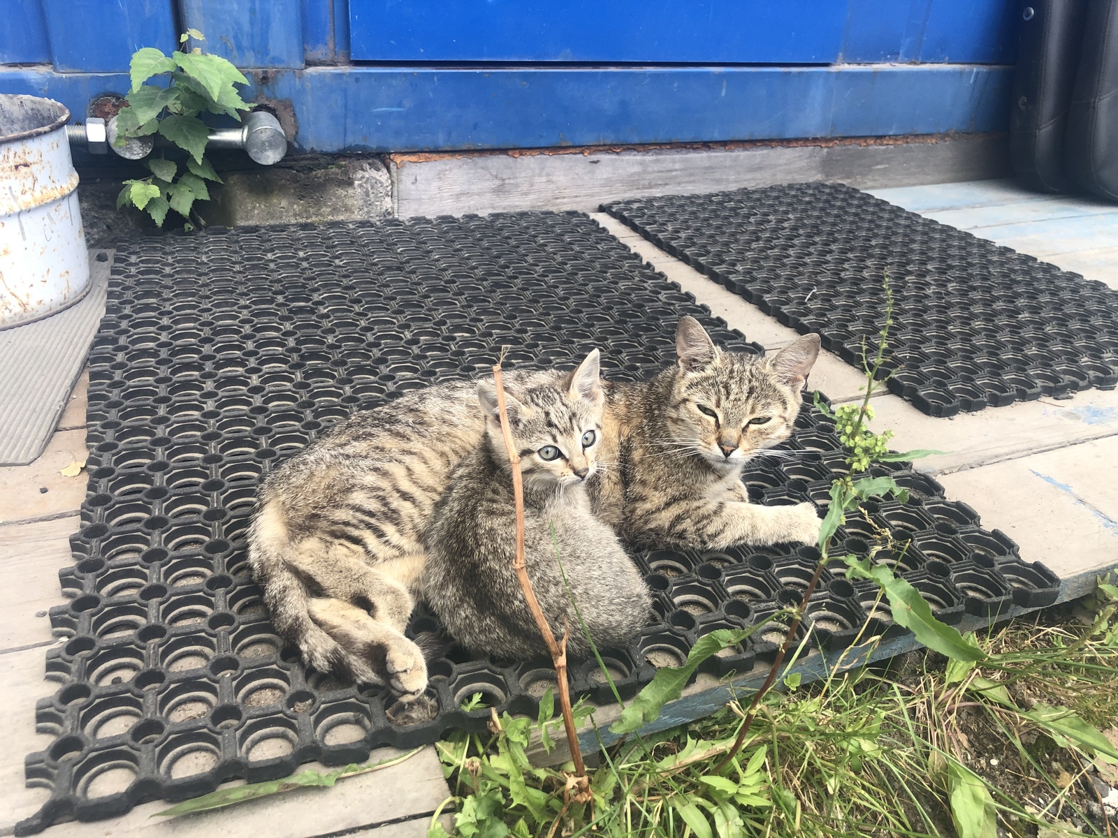 Kittens need a home! - No rating, Kittens, The strength of the Peekaboo, Find a Home, Longpost, In good hands, Saint Petersburg