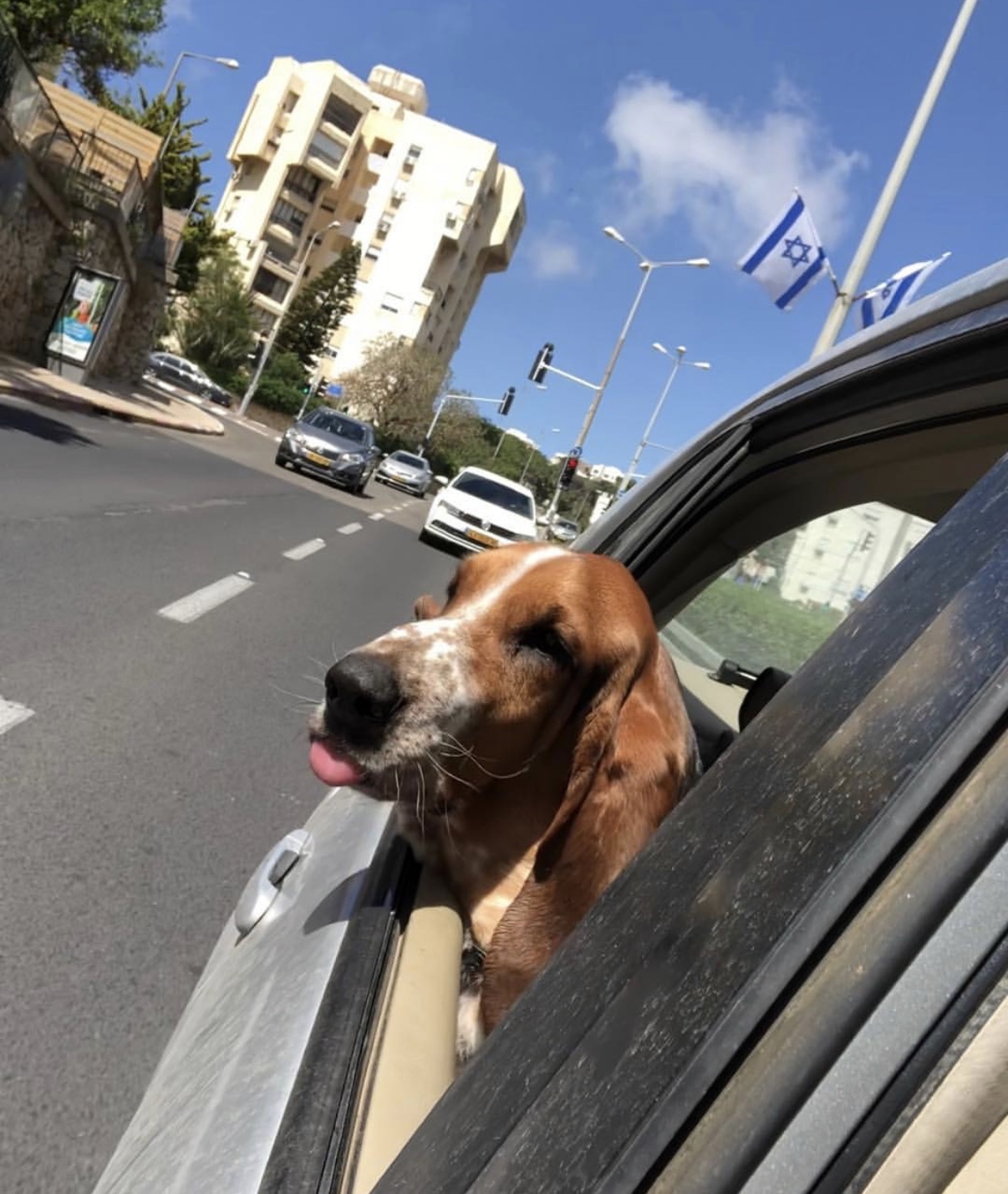 How the Baron traveled to Akko. - My, Israel, , Basset Hound, Longpost, Dog