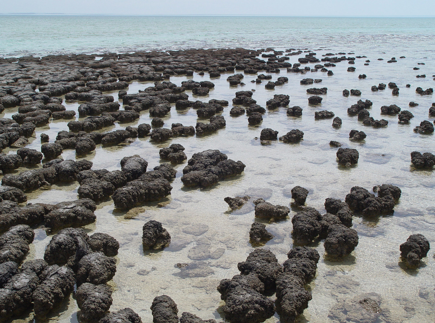 Fossilized oxygen bubbles - Paleontology, The science, , Copy-paste, Elementy ru, Longpost, Fossils, Oxygen, Stromatolites