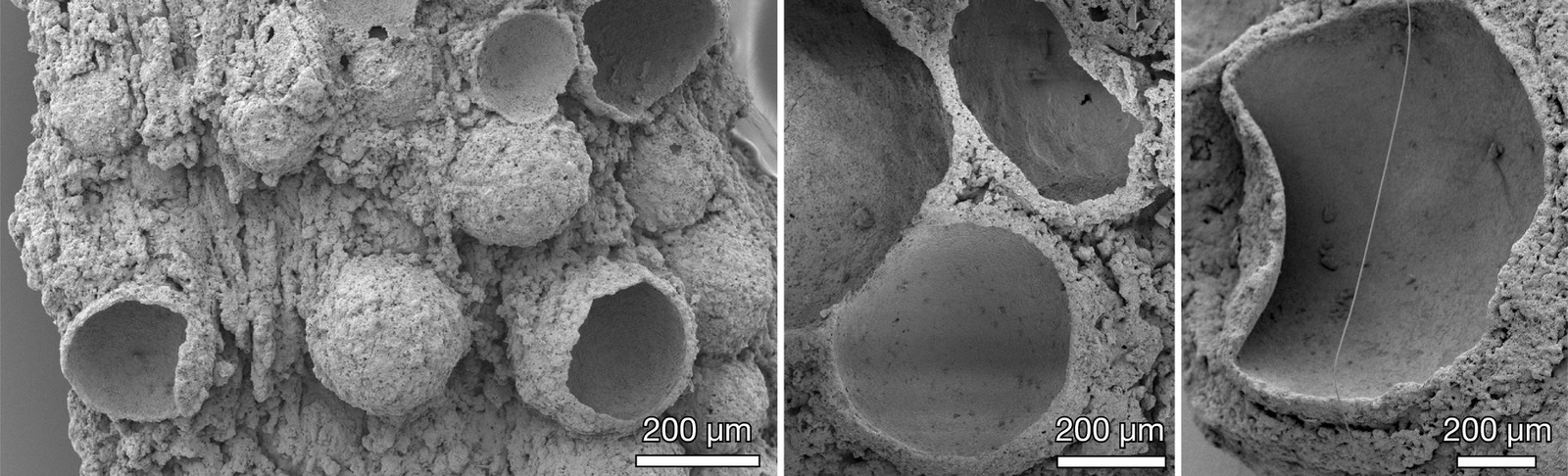 Fossilized oxygen bubbles - Paleontology, The science, , Copy-paste, Elementy ru, Longpost, Fossils, Oxygen, Stromatolites