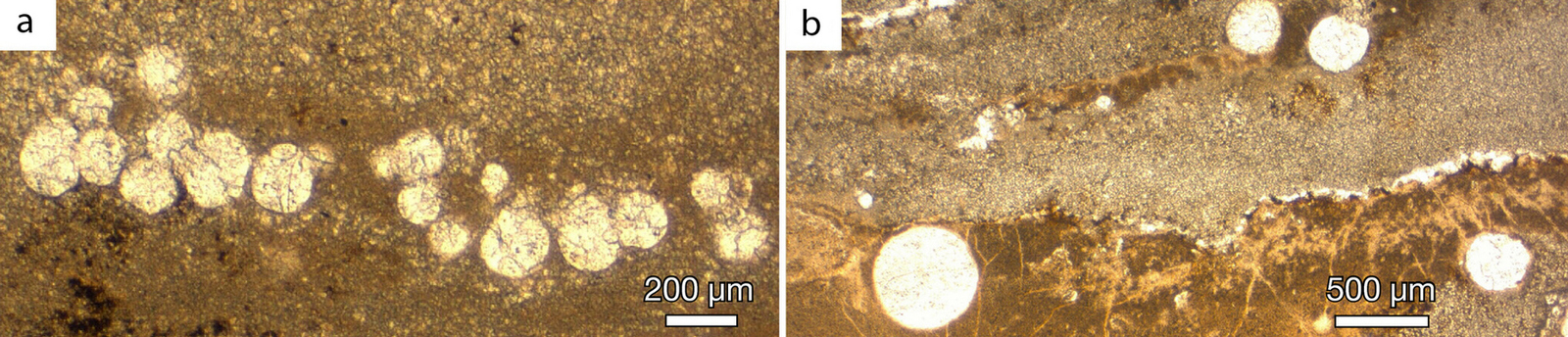 Fossilized oxygen bubbles - Paleontology, The science, , Copy-paste, Elementy ru, Longpost, Fossils, Oxygen, Stromatolites