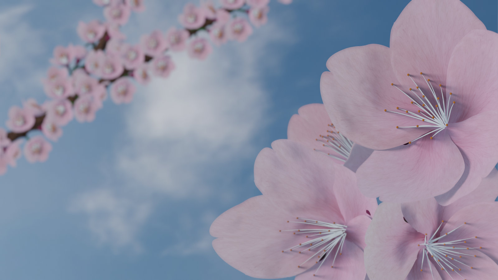 Sakura in Blender - Video, Cherry, Sakura, Cgimedia, Blender, 3D, My