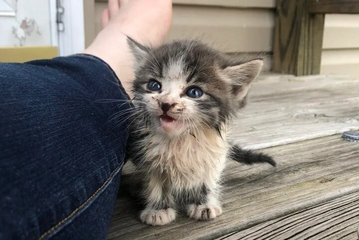 A stray kitten ran up to a couple, meowing - Kittens, Good people, Story, Video, Longpost, cat